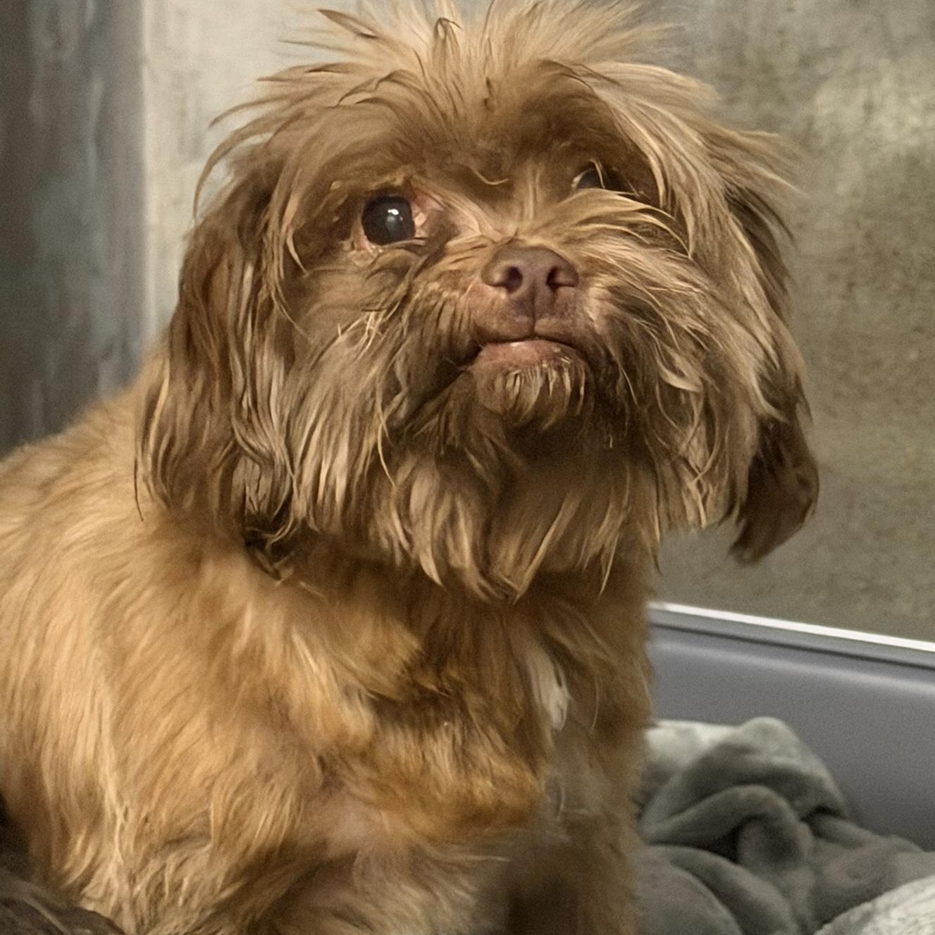 Enlarge Billie & Tuck, a ADOPTABLE Shih Tzu in Grass Valley, CA image 3/6