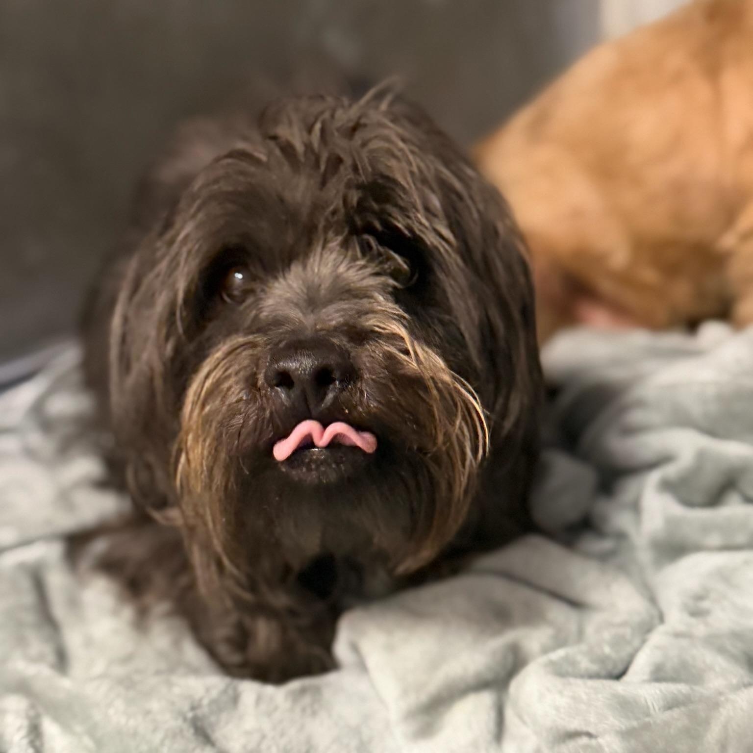 Enlarge Billie & Tuck, a ADOPTABLE Shih Tzu in Grass Valley, CA image 6/6