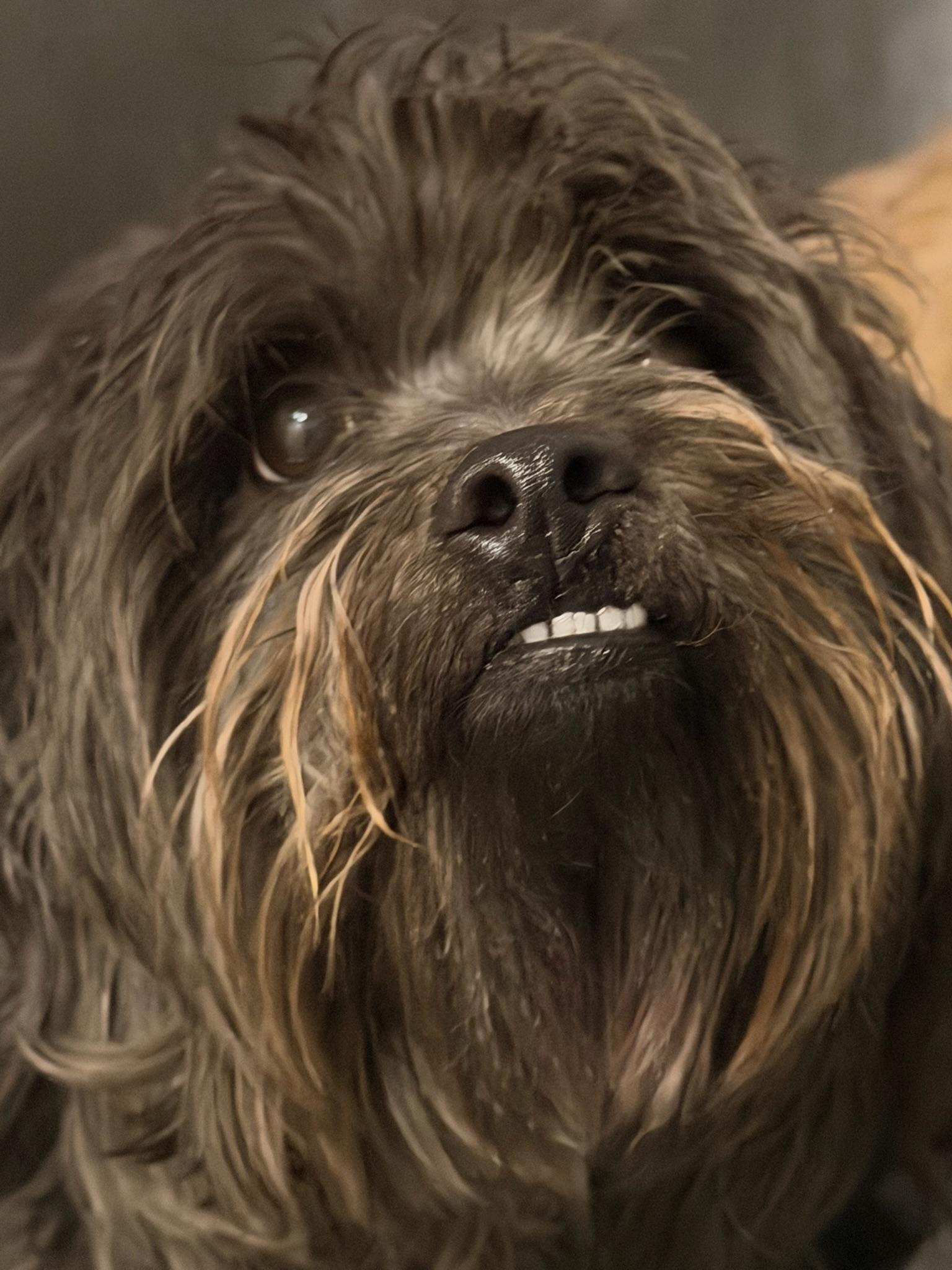 Enlarge Billie & Tuck, a ADOPTABLE Shih Tzu in Grass Valley, CA image 2/6