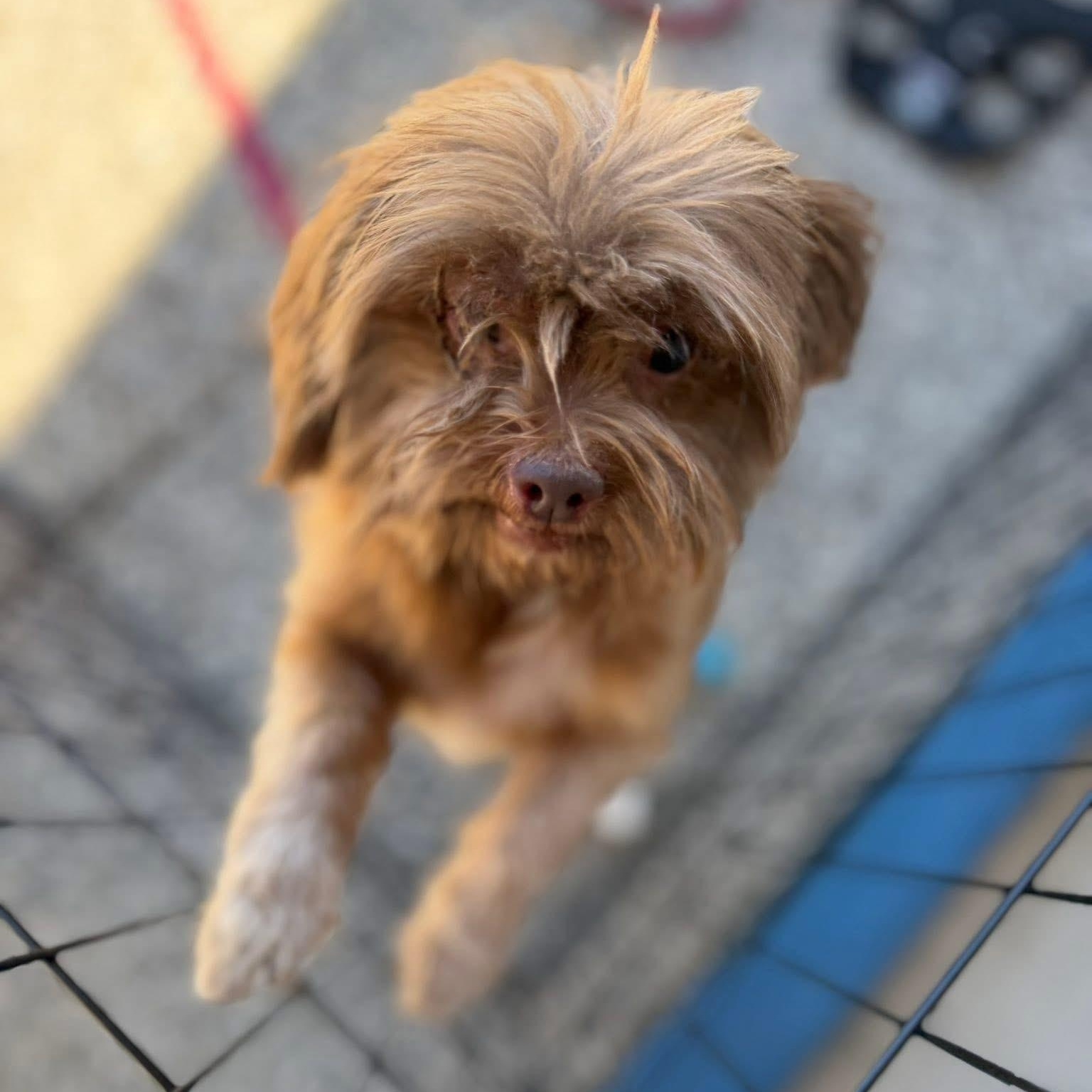 Billie - Little One, adopted, Adult Female Shih Tzu & Brussels Griffon.
