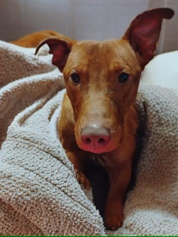 Eddie, an adoptable Vizsla, Mixed Breed in Petersburg, VA, 23805 | Photo Image 4