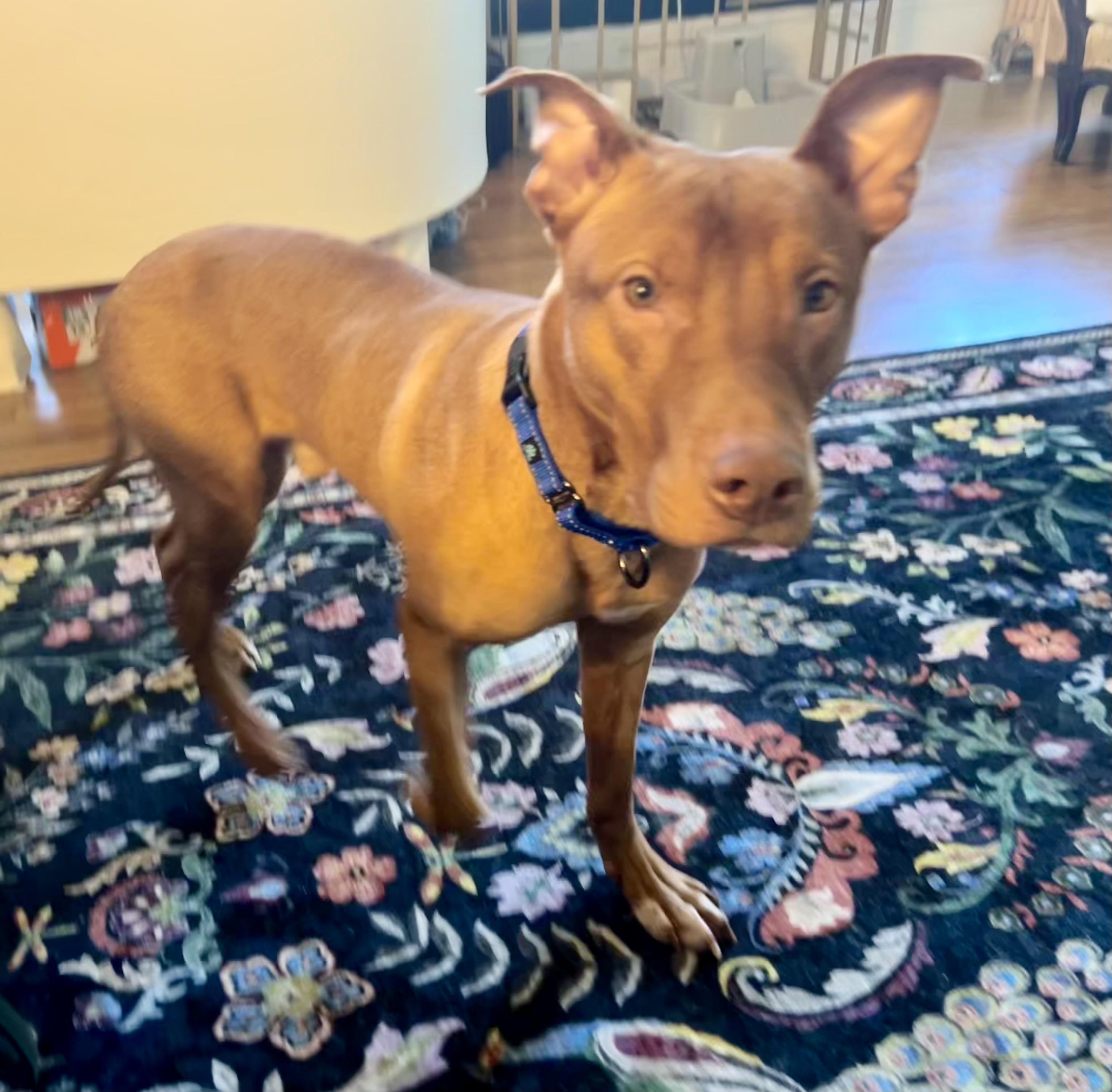 Eddie, an adoptable Vizsla, Mixed Breed in Petersburg, VA, 23805 | Photo Image 5