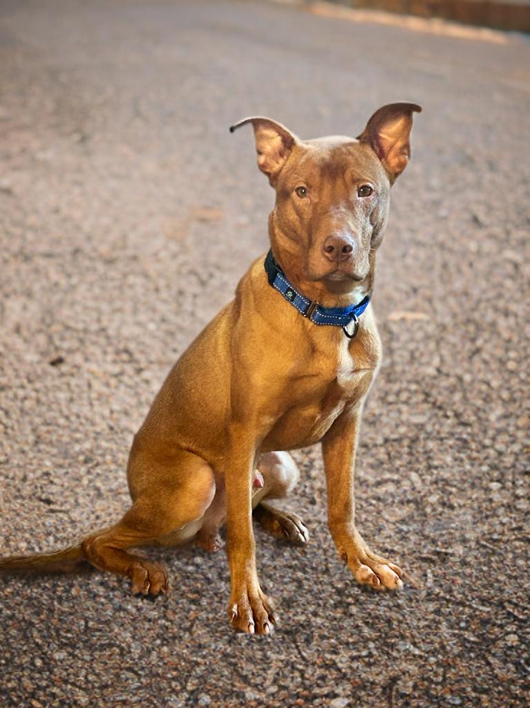 Eddie, an adoptable Vizsla, Mixed Breed in Petersburg, VA, 23805 | Photo Image 1