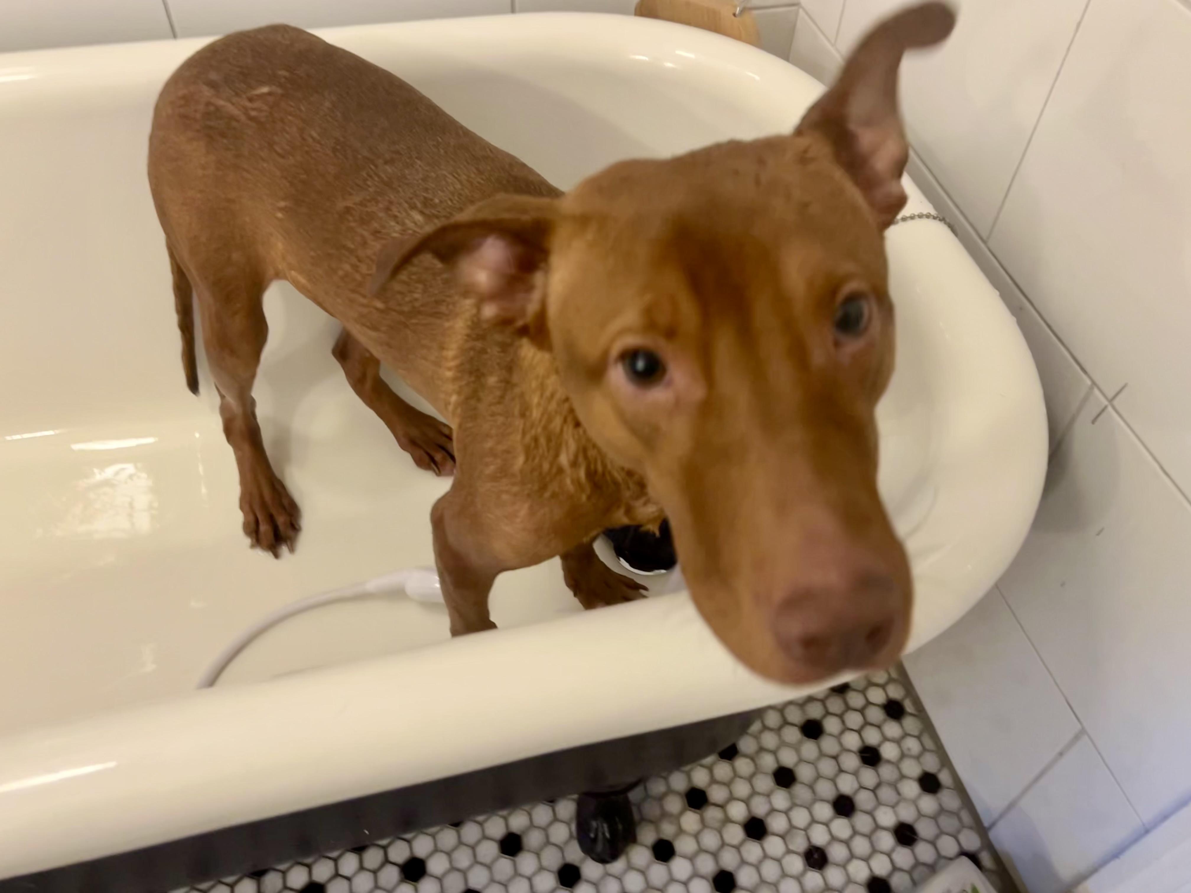 Eddie, an adoptable Vizsla, Mixed Breed in Petersburg, VA, 23805 | Photo Image 3