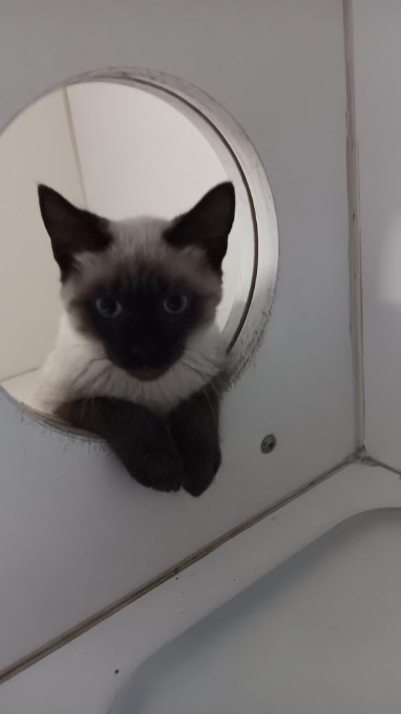 Enlarge Owen, a Adoptable Siamese in Crandon, WI image 1/1