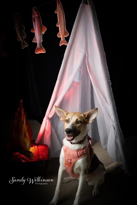 Jenny, a Adoptable mixed breed in Muncie, IN image 1/4