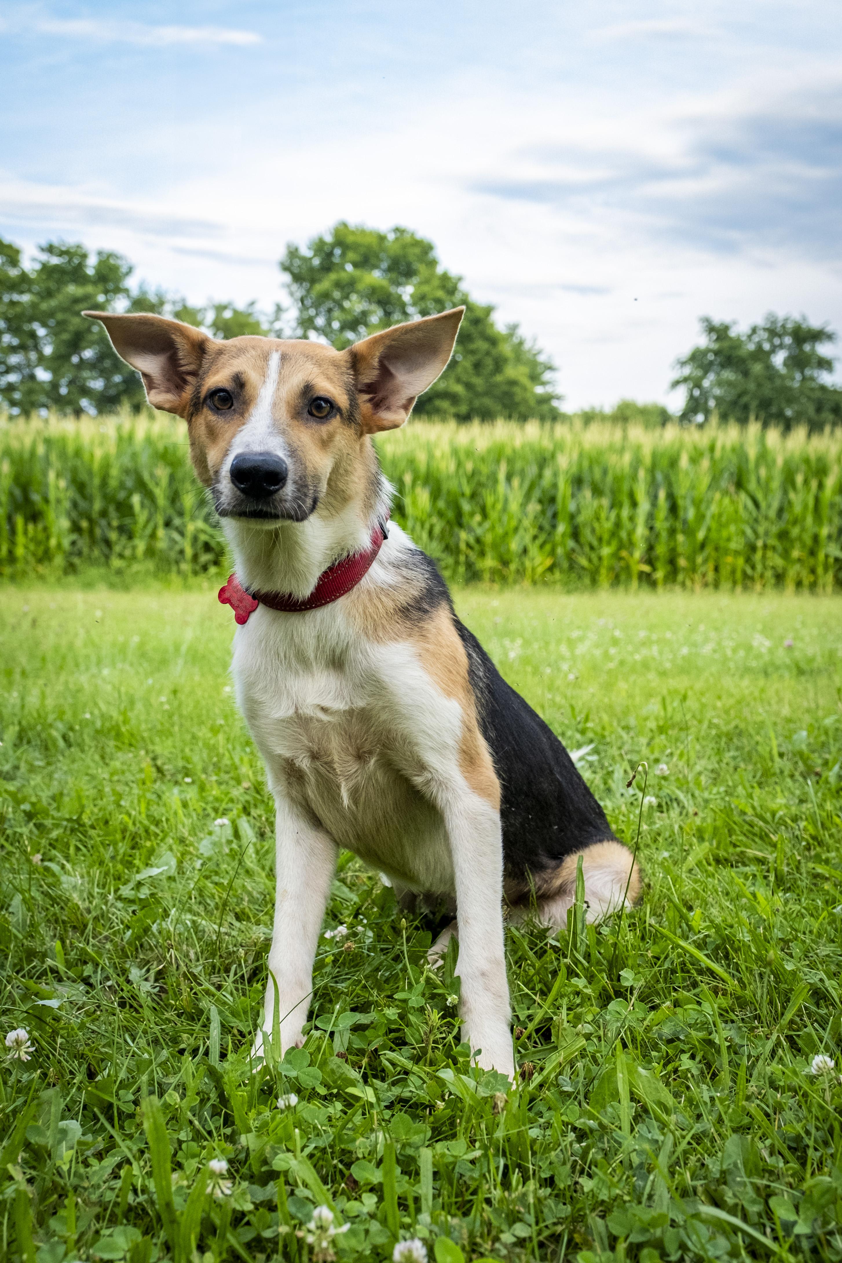 Jenny, a Adoptable mixed breed in Muncie, IN image 2/4