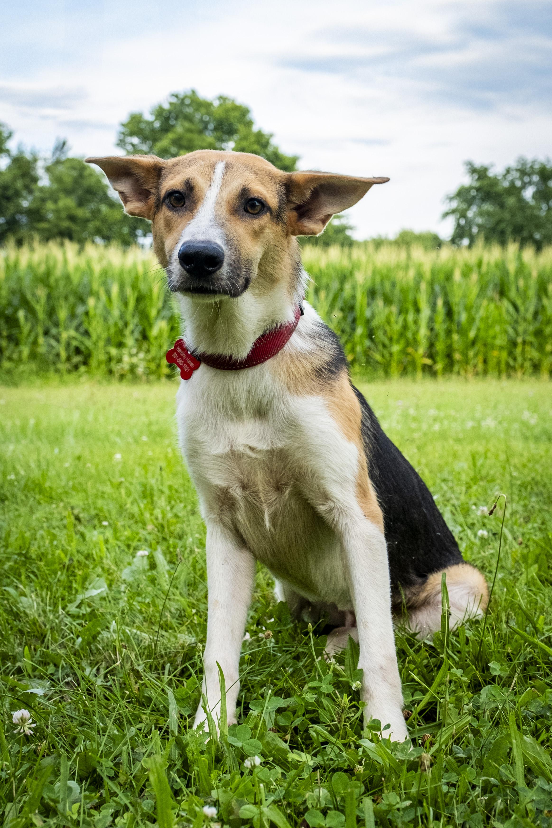 Jenny, a Adoptable mixed breed in Muncie, IN image 3/4