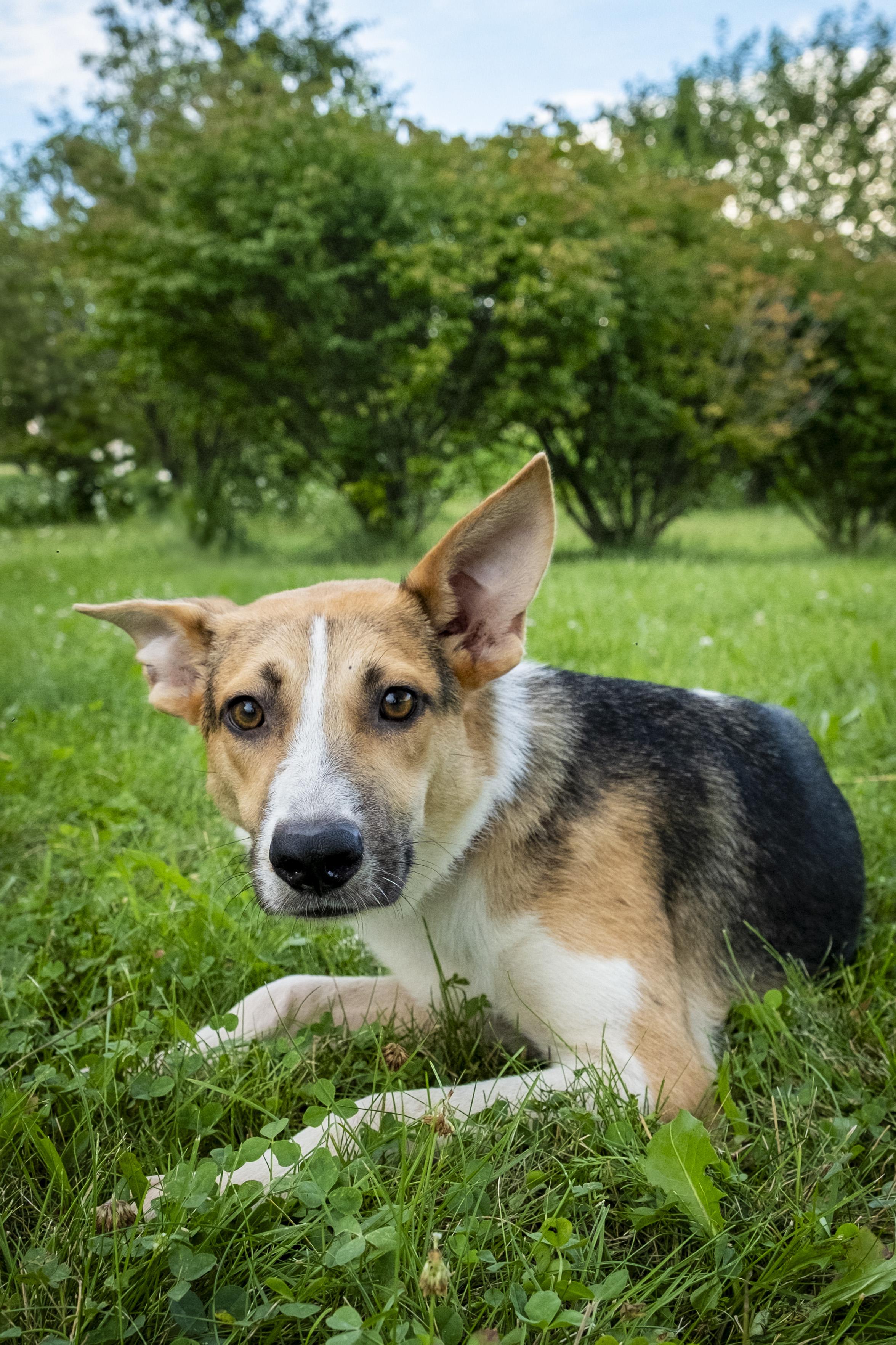 Jenny, a Adoptable mixed breed in Muncie, IN image 4/4