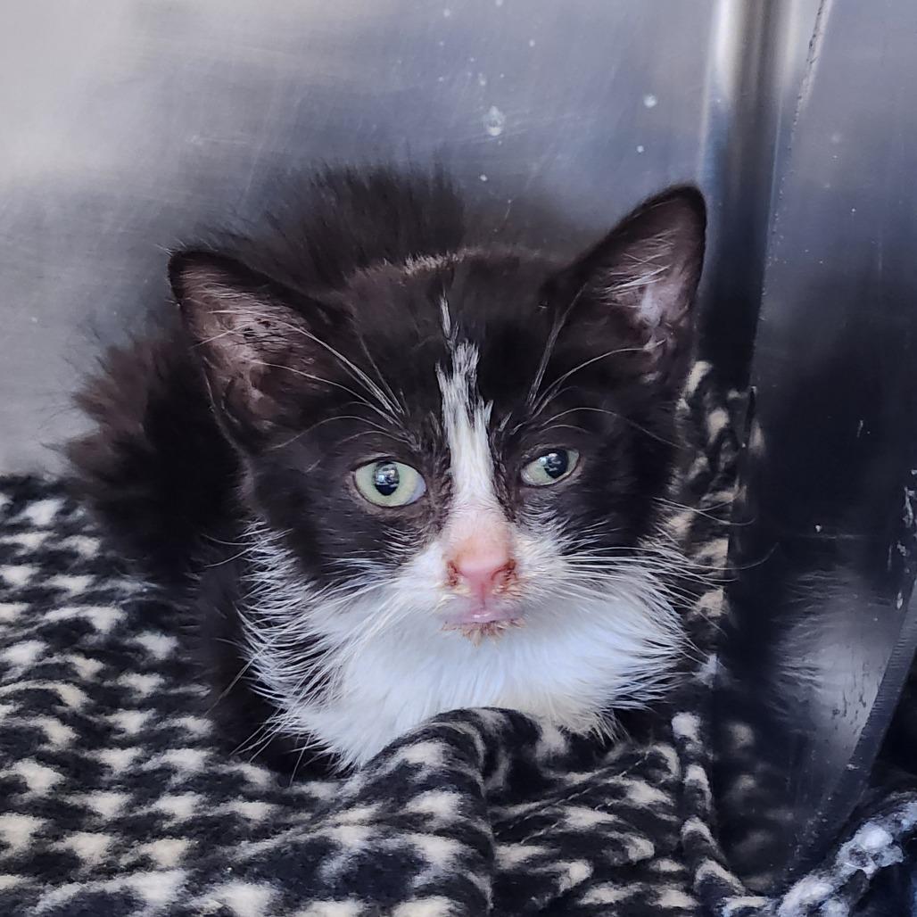 Sailor, Adoptable, Kitten Male Domestic Short Hair.