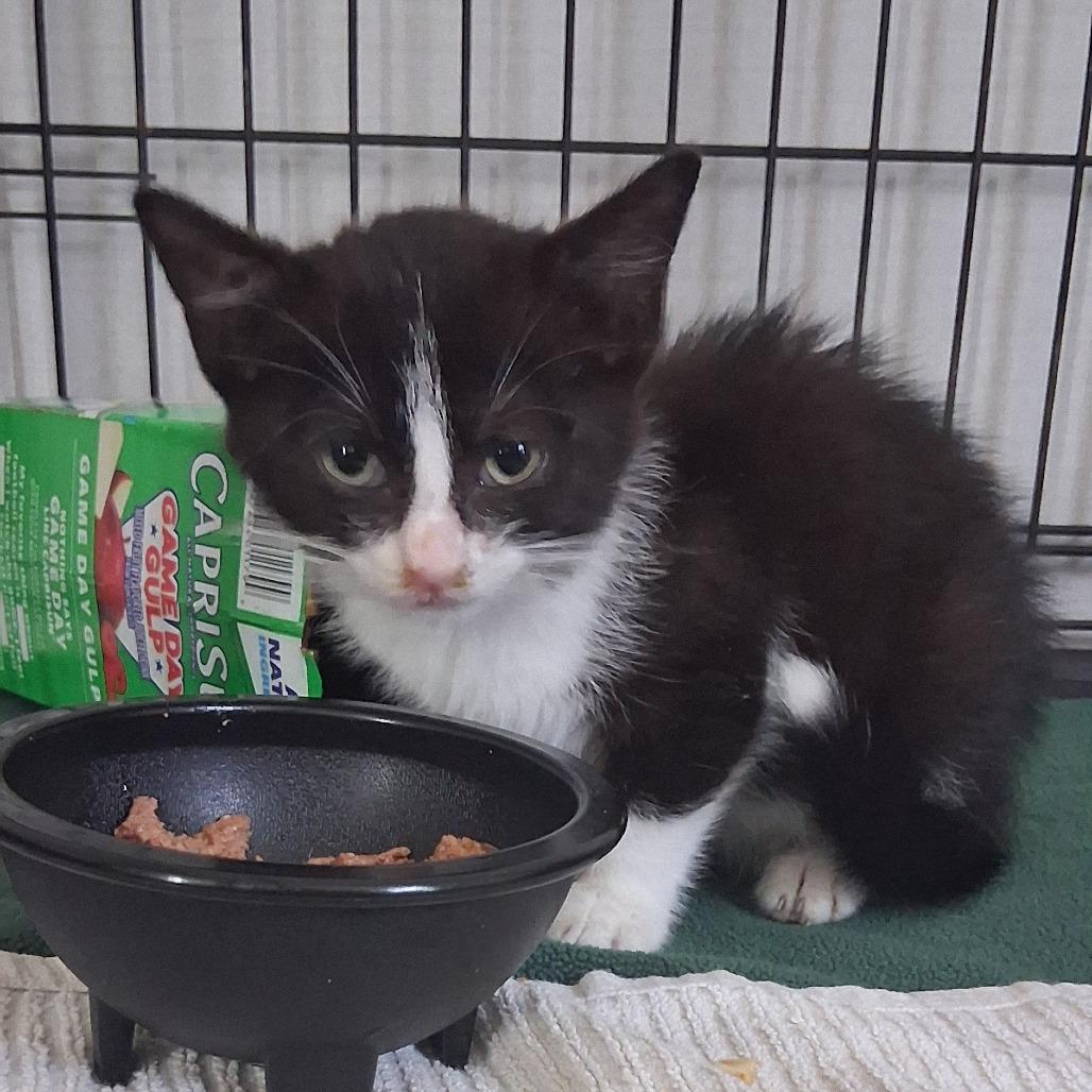 Enlarge Sailor, a Adoptable Domestic Short Hair in Delaware, OH image 2/6