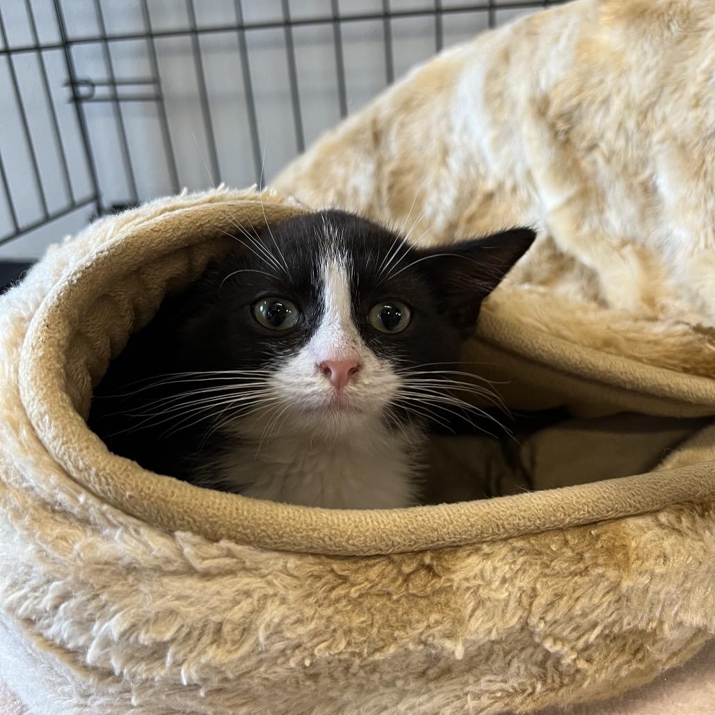 Enlarge Sailor, a Adoptable Domestic Short Hair in Delaware, OH image 3/6