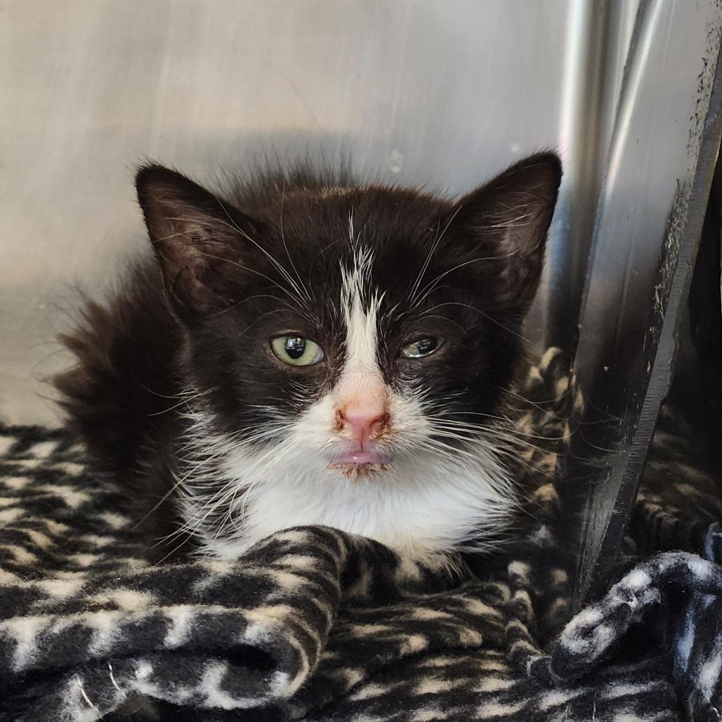 Enlarge Sailor, a Adoptable Domestic Short Hair in Delaware, OH image 4/6