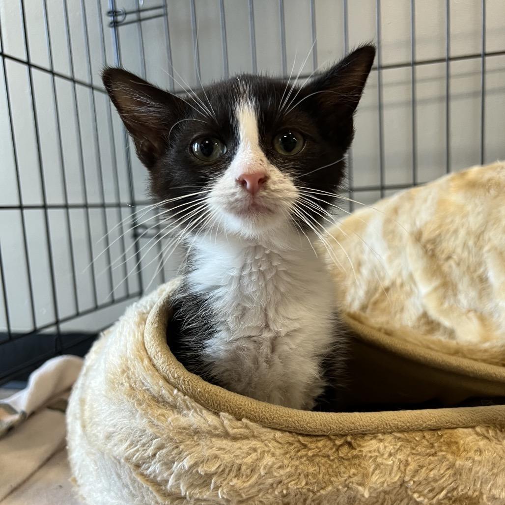 Enlarge Sailor, a Adoptable Domestic Short Hair in Delaware, OH image 5/6