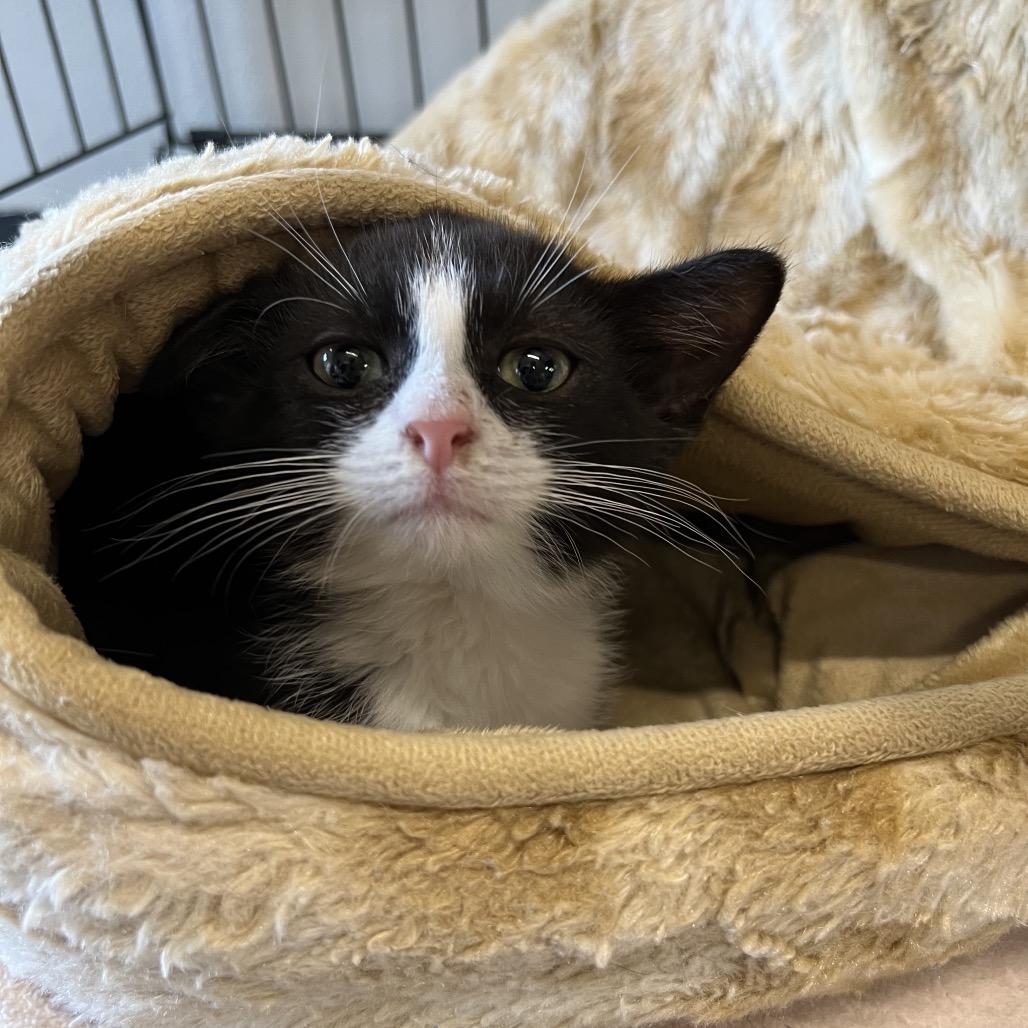 Enlarge Sailor, a Adoptable Domestic Short Hair in Delaware, OH image 6/6