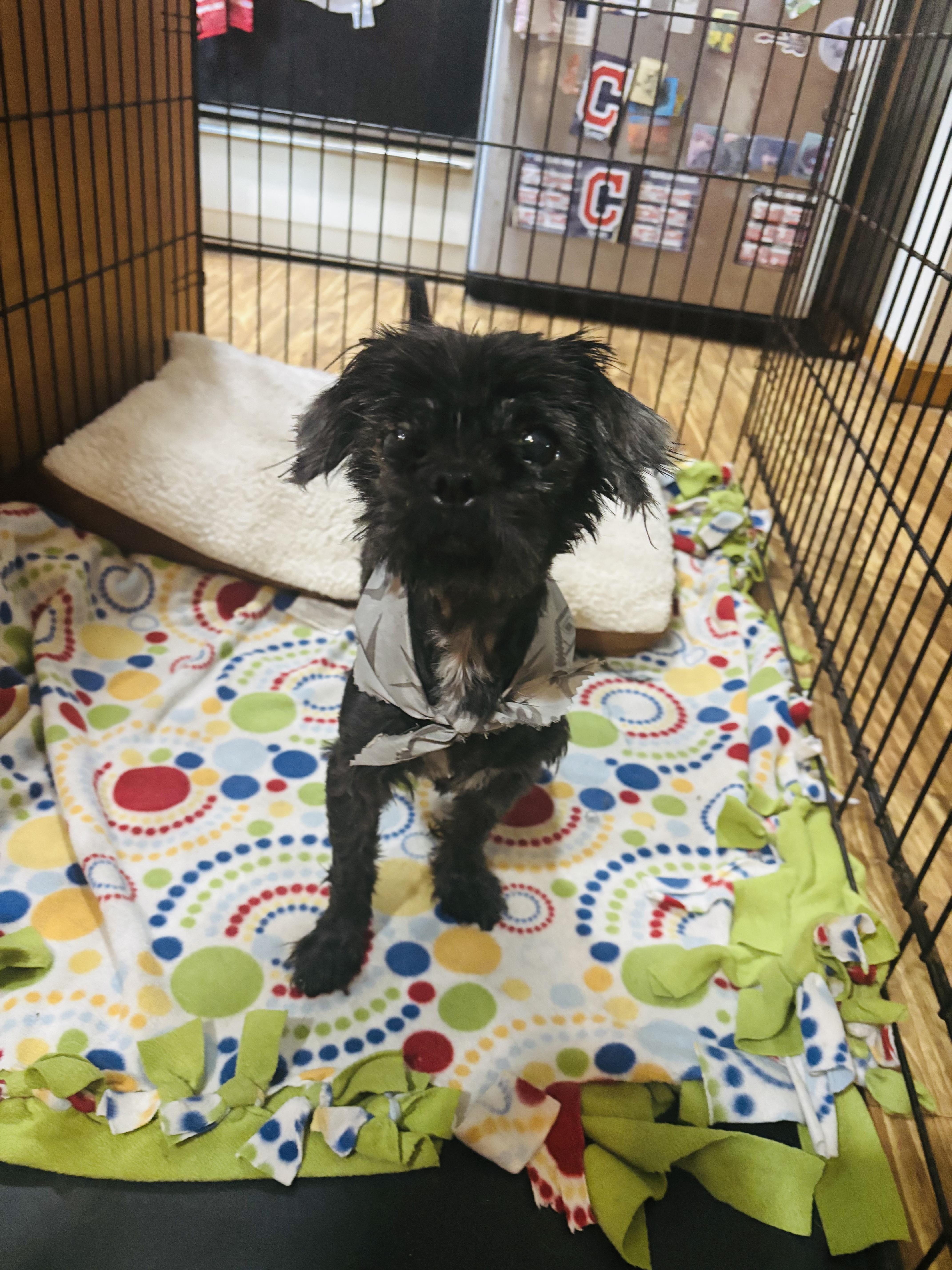 Patty, a Adopted mixed breed in Valley City, OH image 1/3