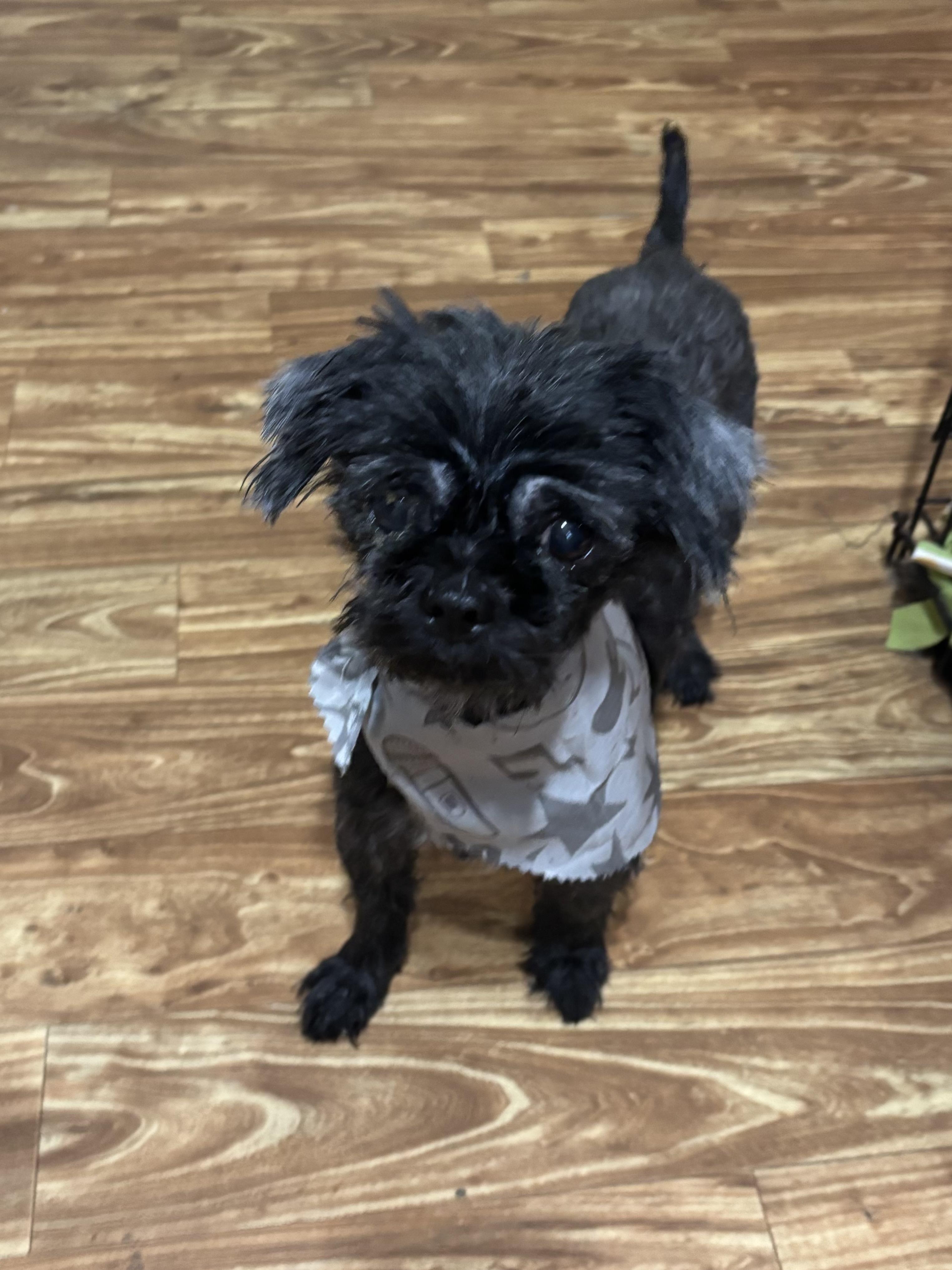 Patty, a Adopted mixed breed in Valley City, OH image 2/3