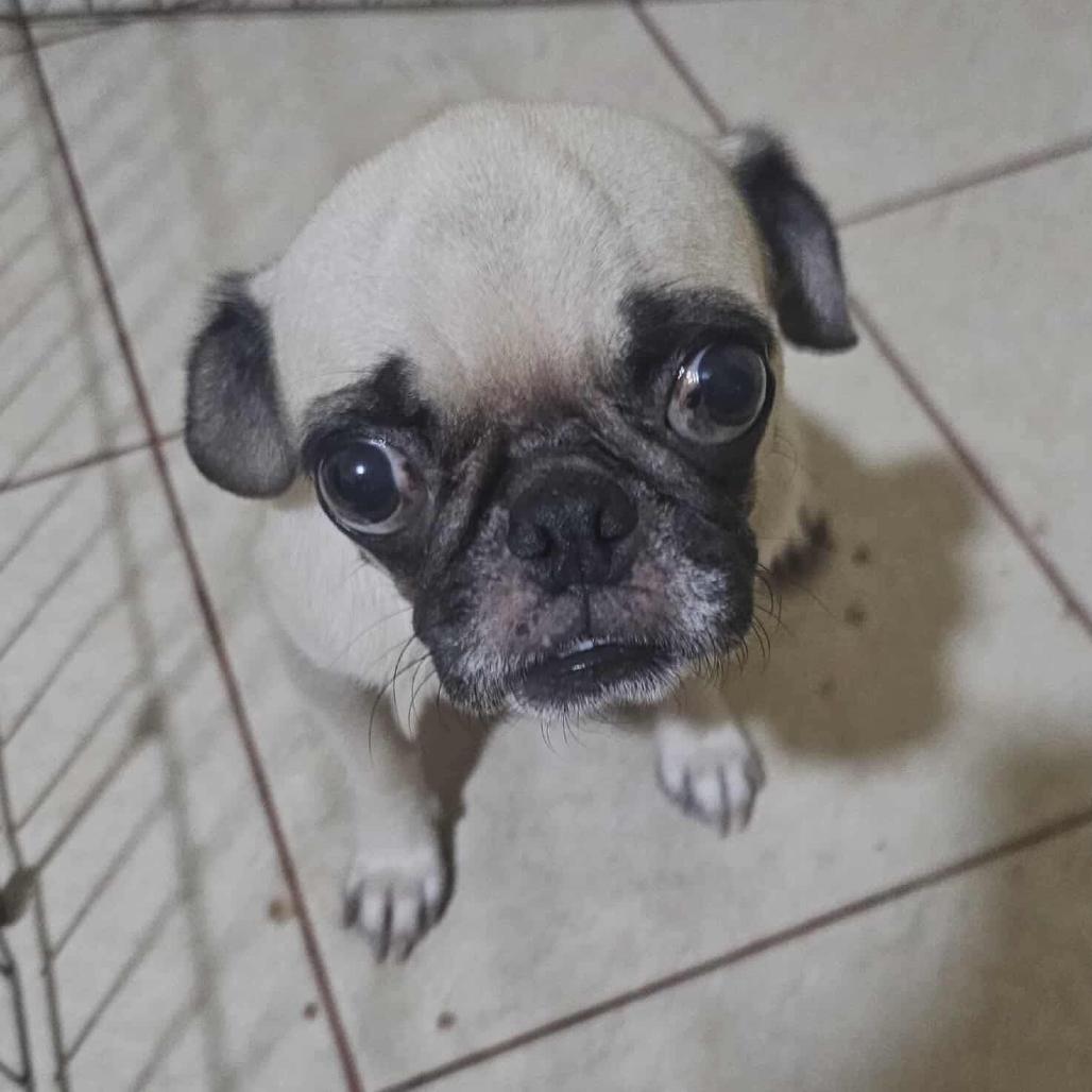 Blondie, Adoptable, Adult Female Pug.