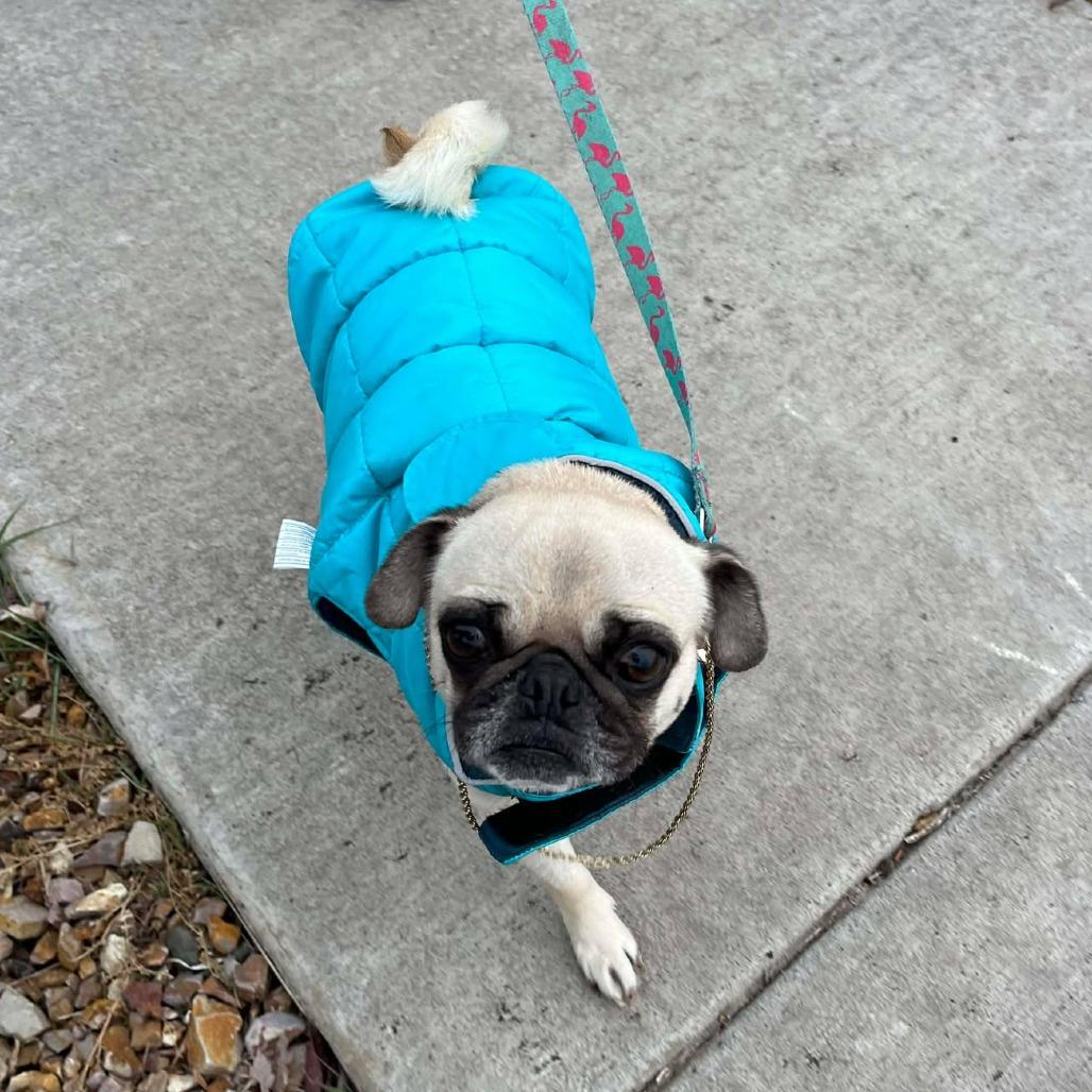 Enlarge Blondie, a Adoptable Pug in Bend, OR image 2/6