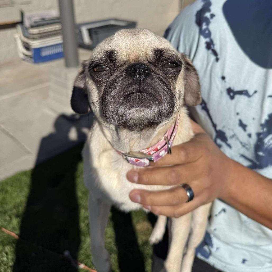 Enlarge Blondie, a Adoptable Pug in Bend, OR image 4/6