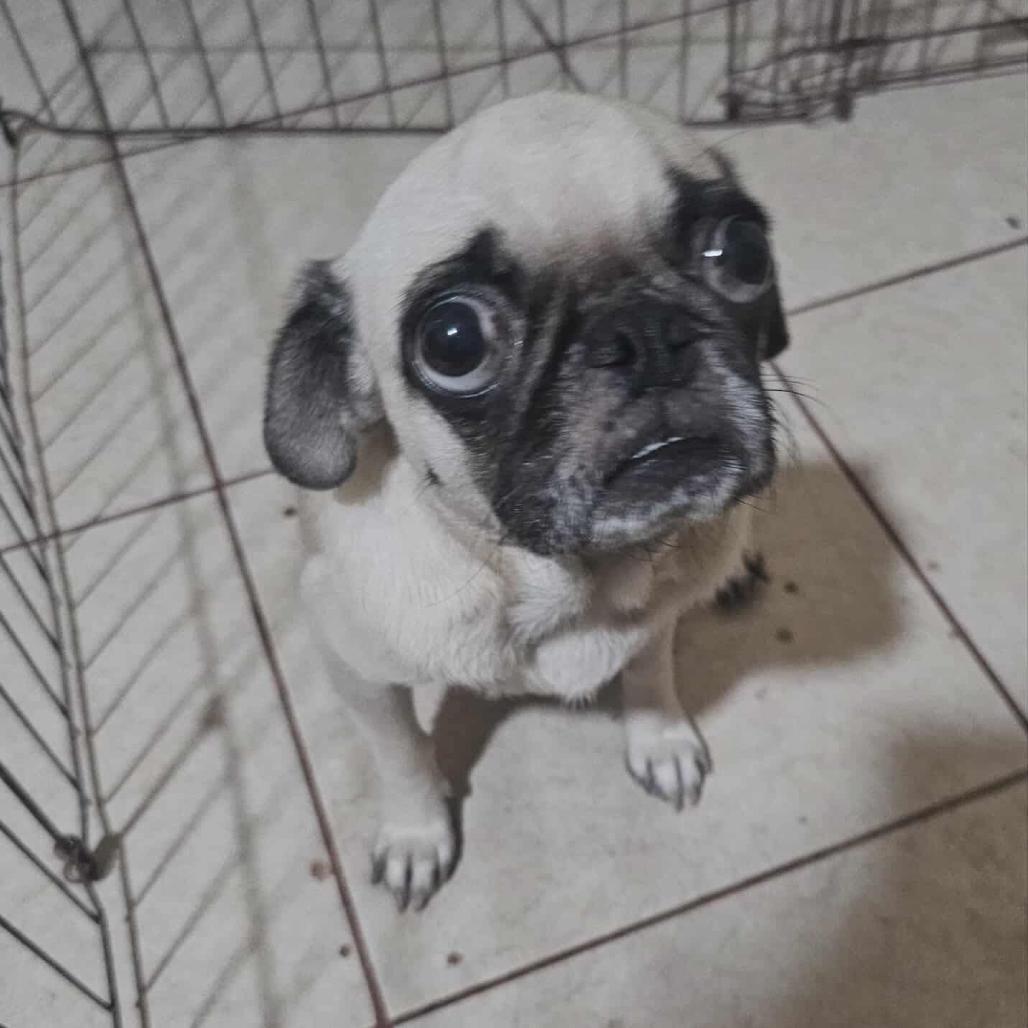 Enlarge Blondie, a Adoptable Pug in Bend, OR image 5/6