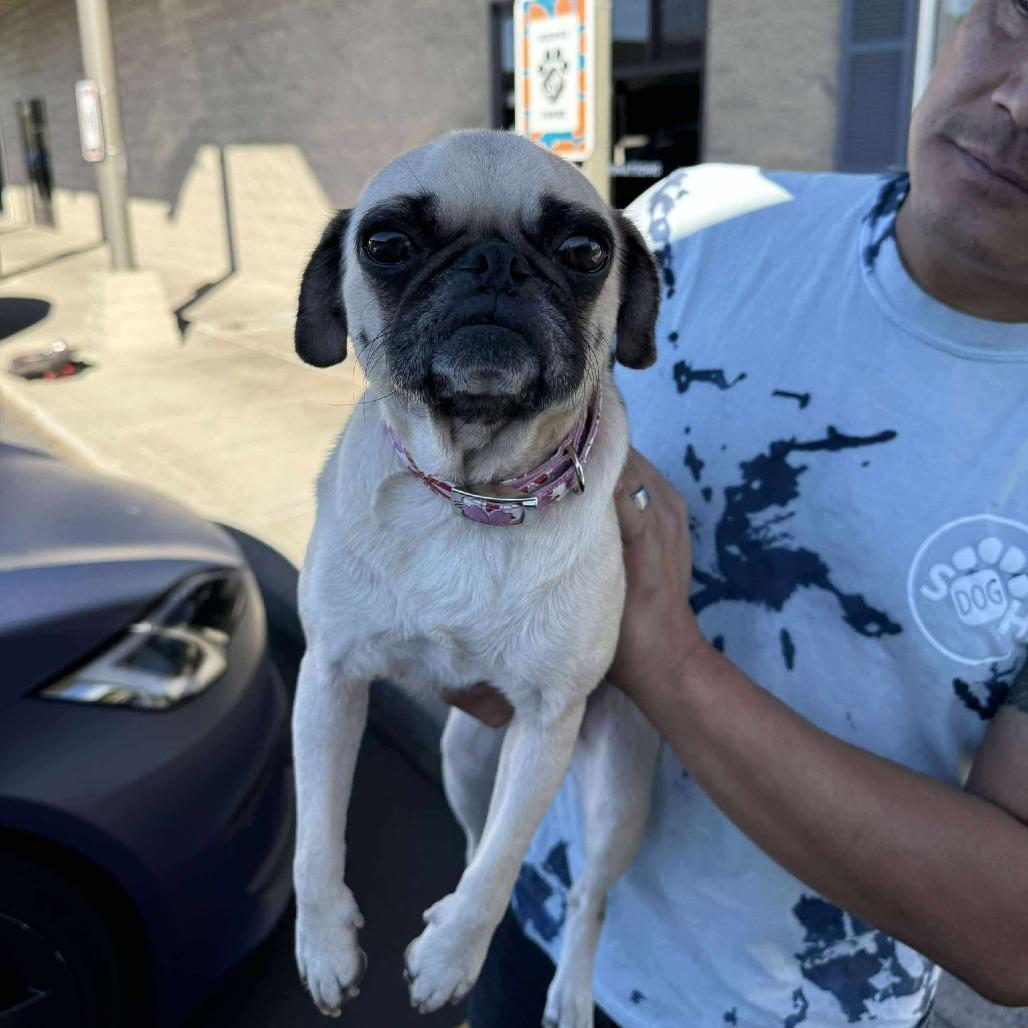 Enlarge Blondie, a Adoptable Pug in Bend, OR image 6/6