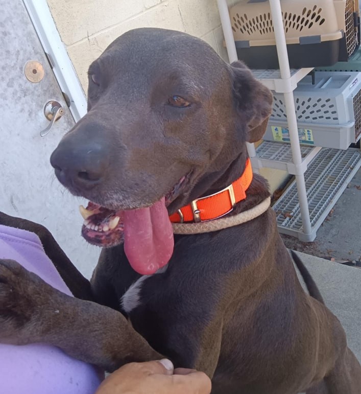 Enlarge Dirk, a Adoptable Labrador Retriever in North Myrtle Beach, SC image 6/6