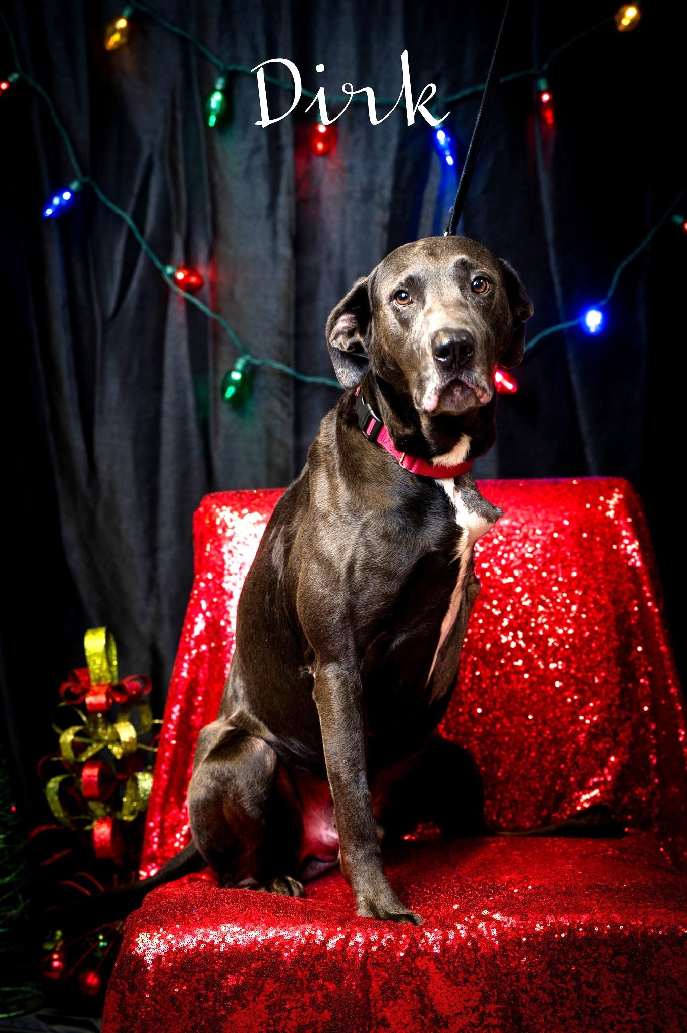 Enlarge Dirk, a Adoptable Labrador Retriever in North Myrtle Beach, SC image 1/6