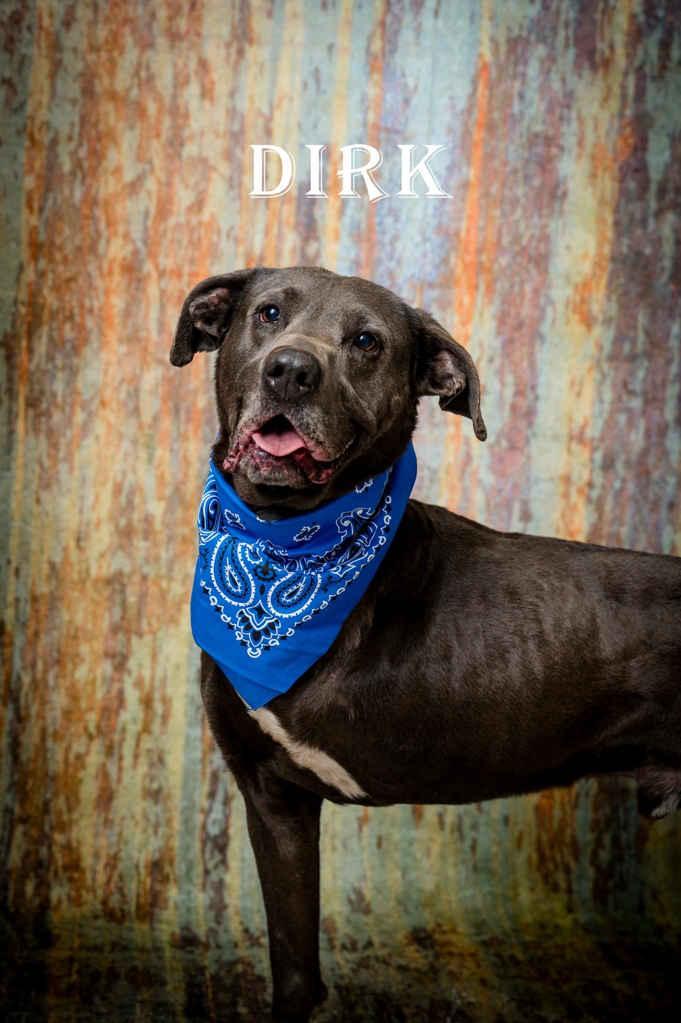 Dirk, Adoptable, Adult Male Labrador Retriever.