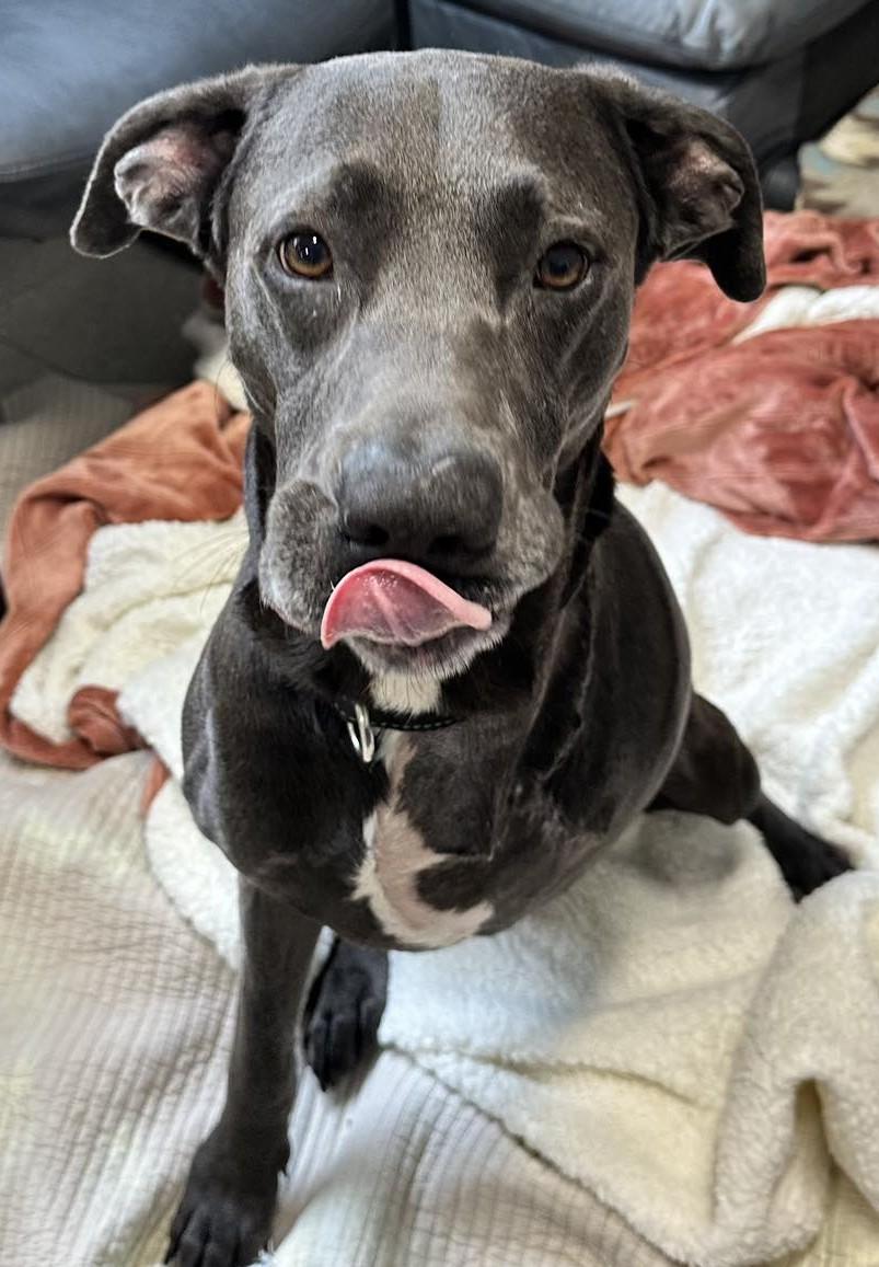 Enlarge Dirk, a Adoptable Labrador Retriever in North Myrtle Beach, SC image 3/6