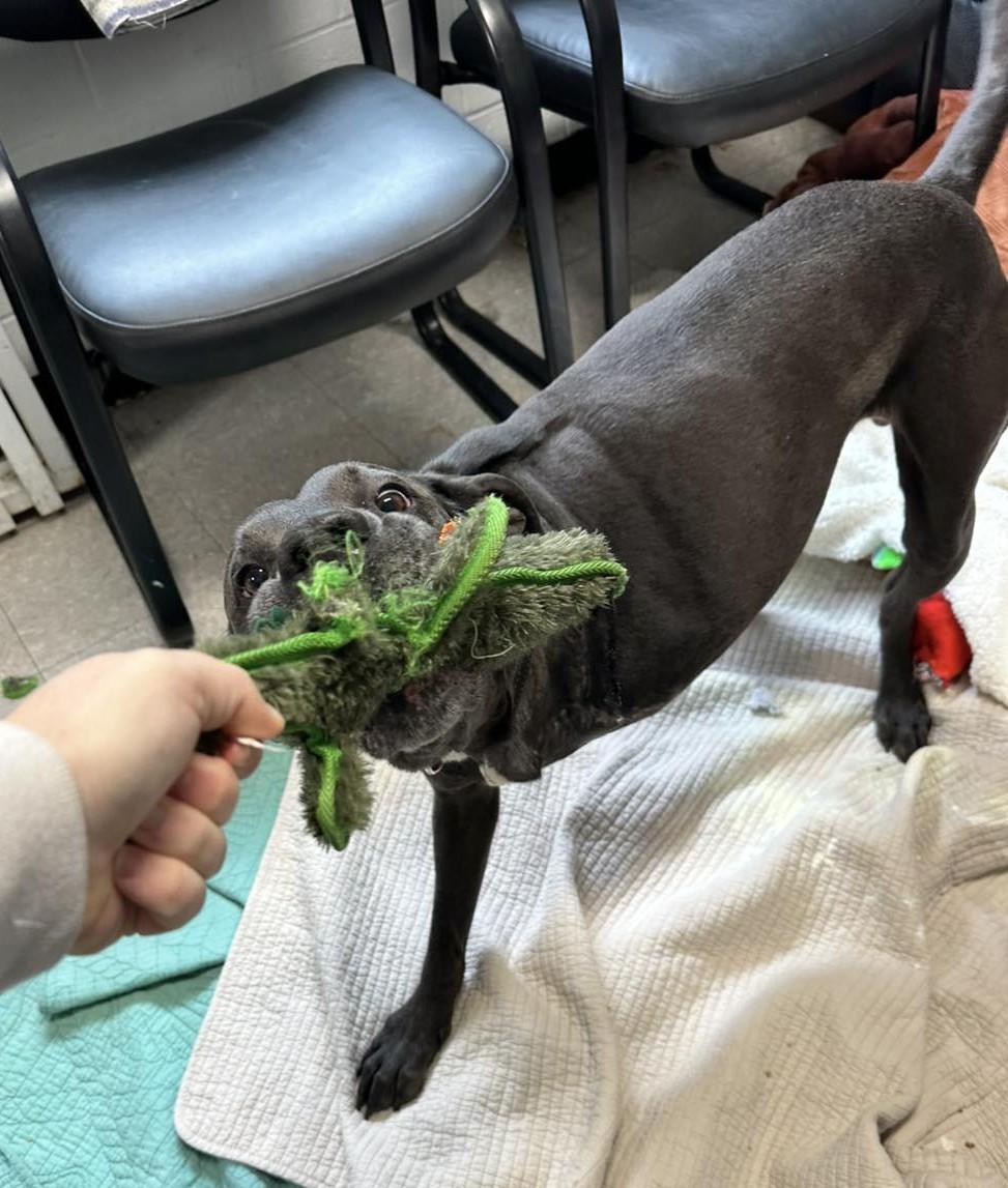 Enlarge Dirk, a Adoptable Labrador Retriever in North Myrtle Beach, SC image 5/6