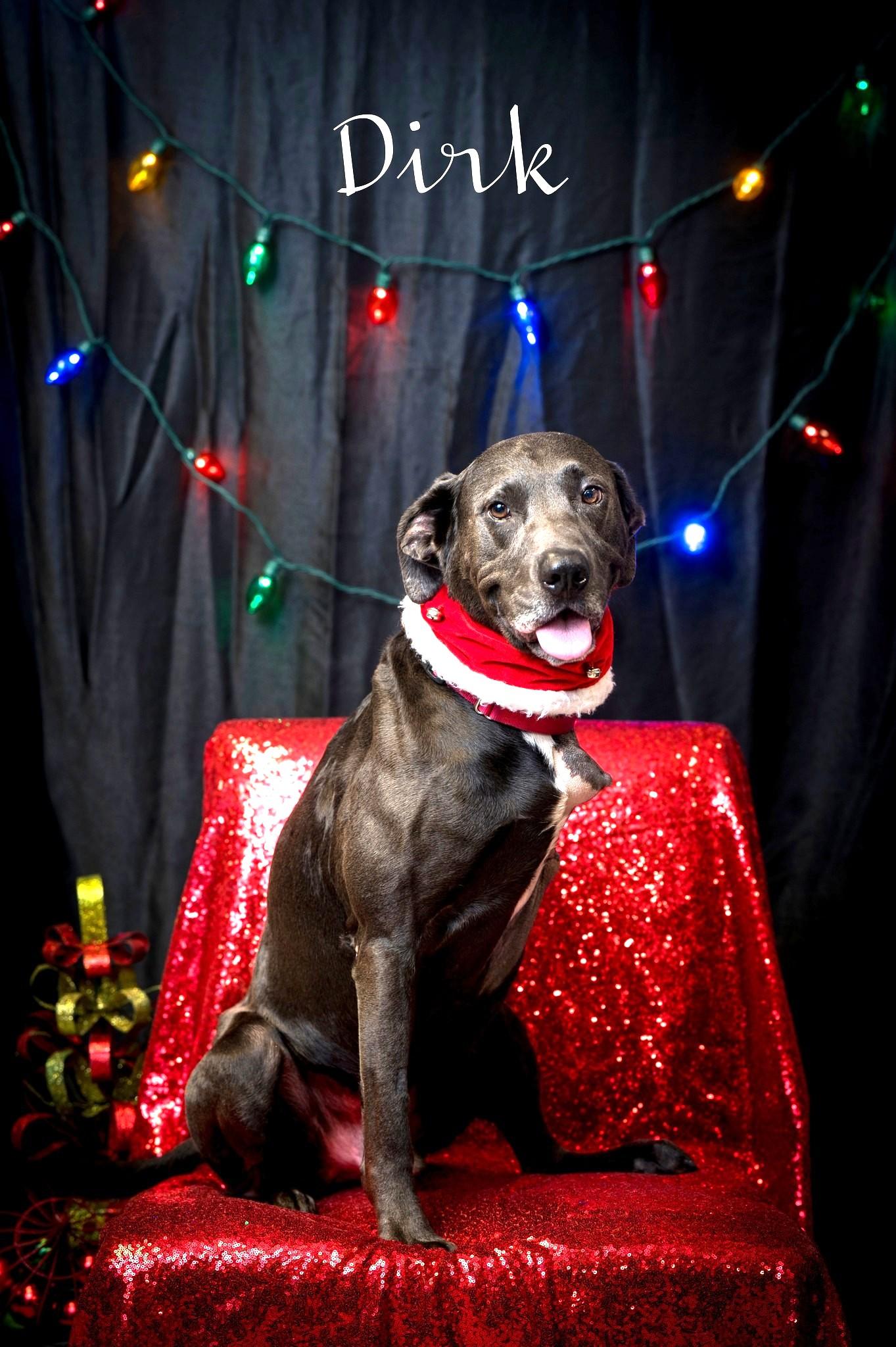 Enlarge Dirk, a Adoptable Labrador Retriever in North Myrtle Beach, SC image 2/6