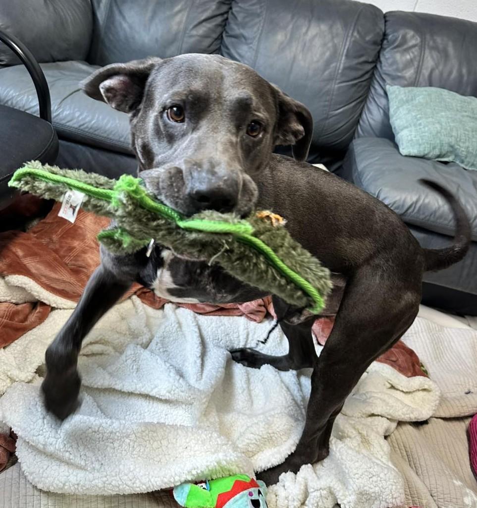 Enlarge Dirk, a Adoptable Labrador Retriever in North Myrtle Beach, SC image 4/6