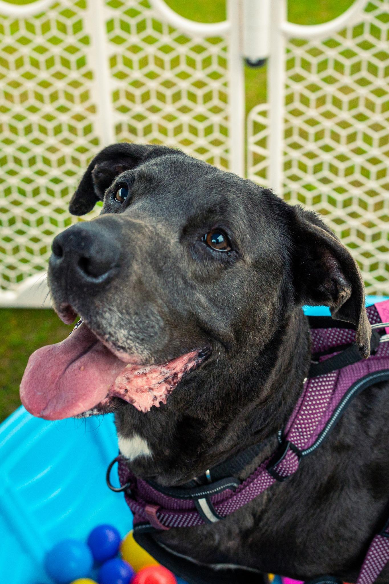 Enlarge Dirk, a Adoptable Labrador Retriever in North Myrtle Beach, SC image 2/6