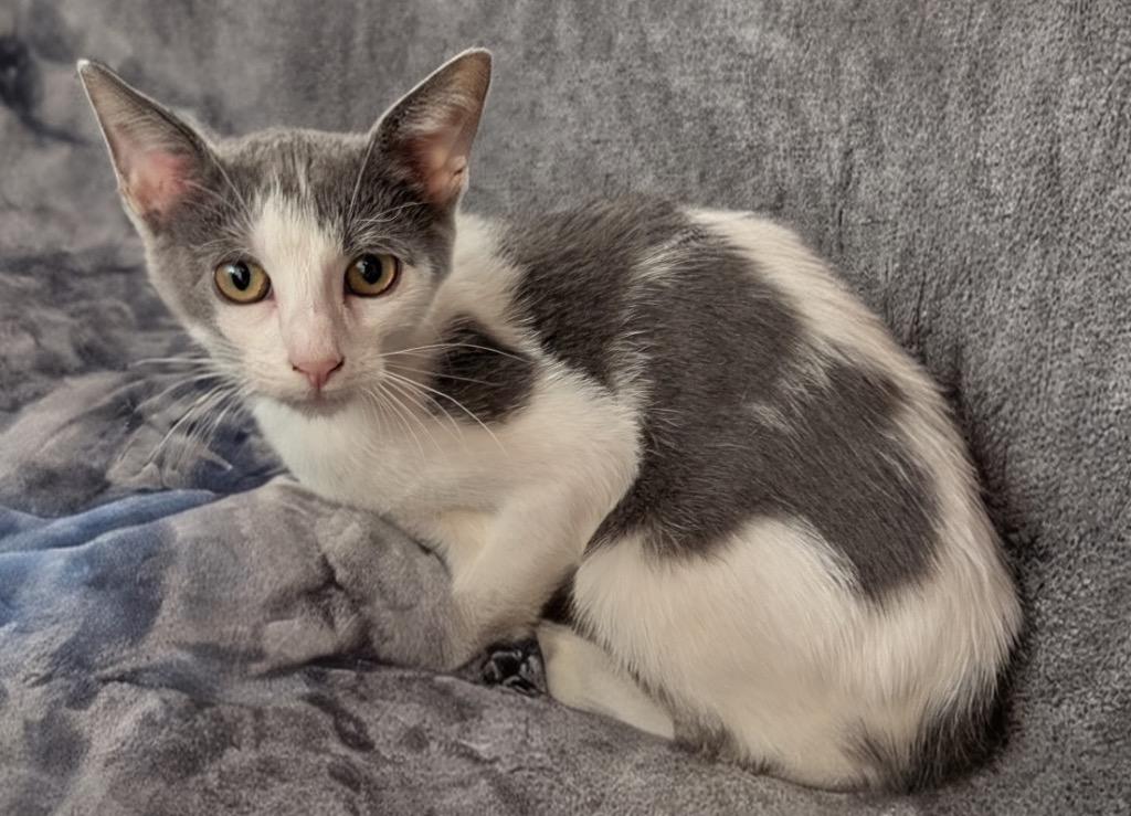 Billie, Adoptable, Kitten Female Domestic Short Hair.