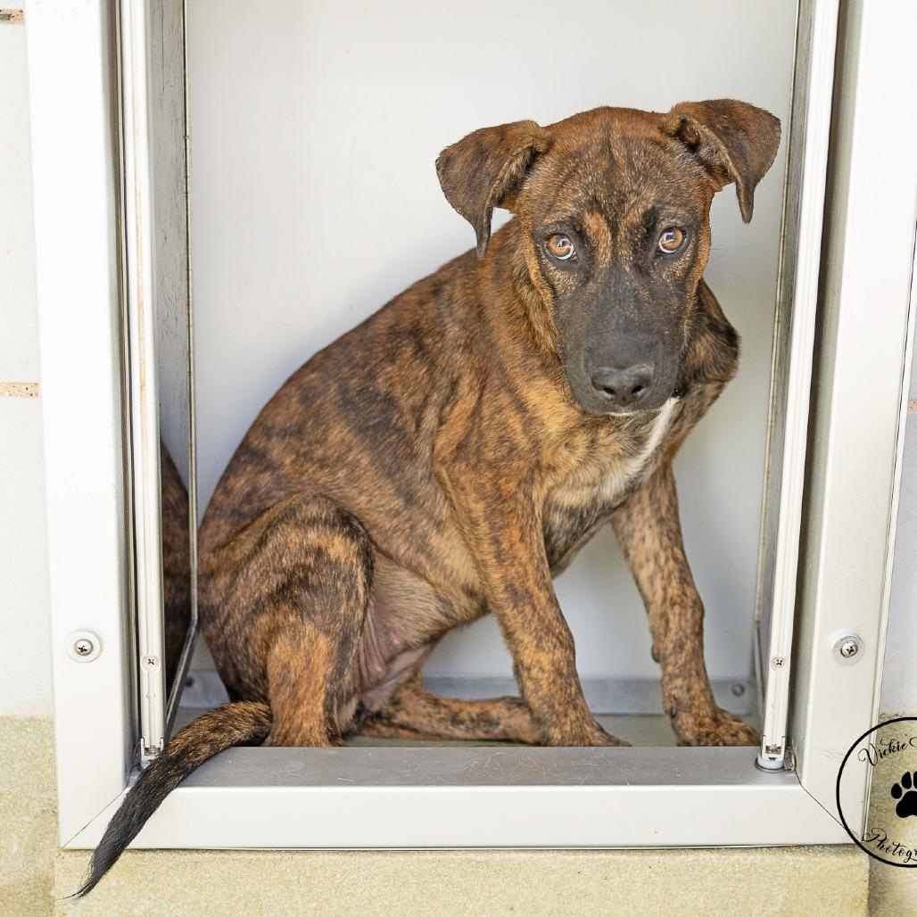 Jane, Adoptable, Puppy Female Black Mouth Cur & Mixed Breed.