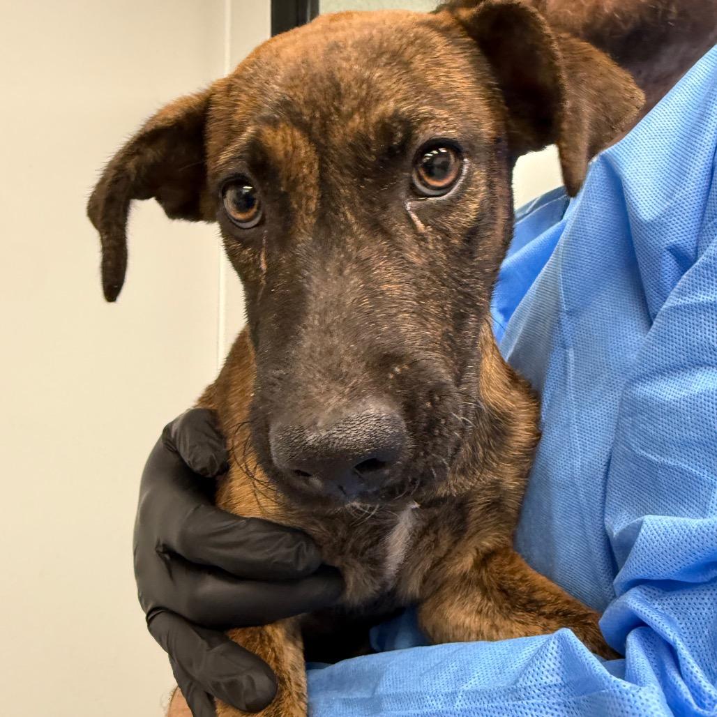 Enlarge Jane, a Adoptable mixed breed in Abilene, TX image 2/3