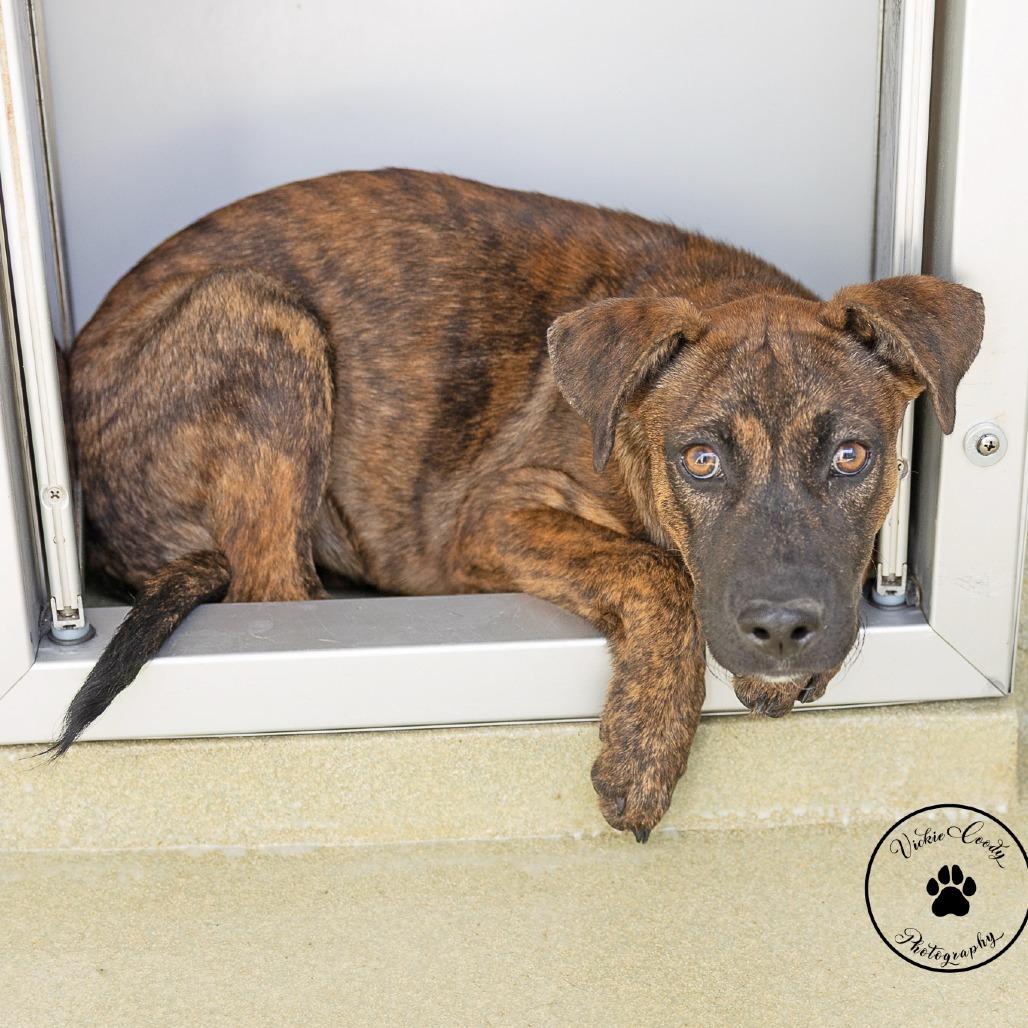 Enlarge Jane, a Adoptable mixed breed in Abilene, TX image 3/3