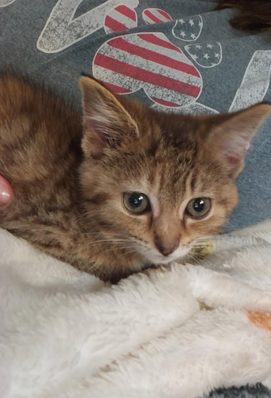 Ruby, Adoptable, Kitten Female American Shorthair & Tabby.