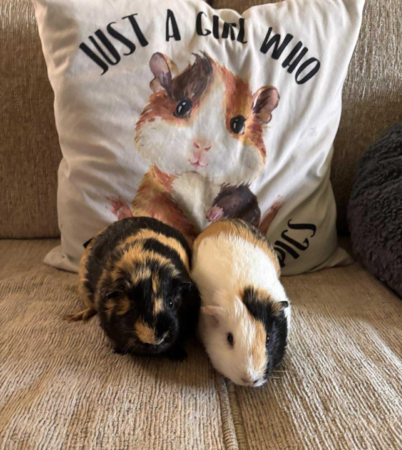 Maise and Lily, Adopted, Young Female Guinea Pig.