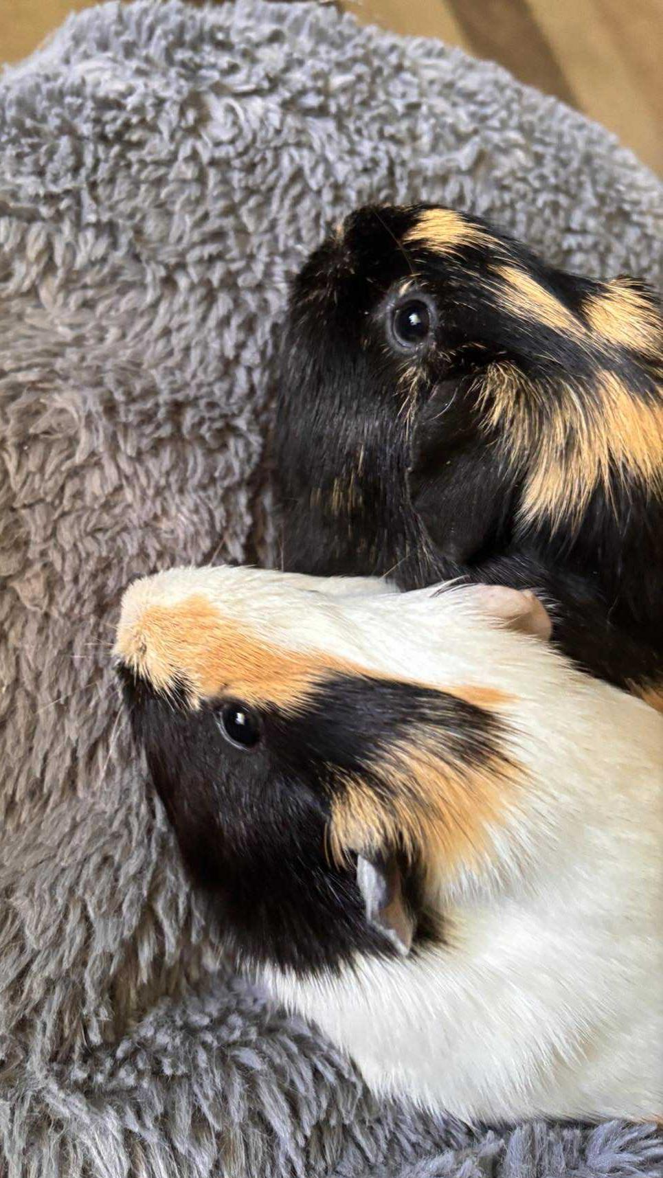 Enlarge Maise and Lily, a Adopted Guinea Pig in Melbourne, FL image 2/4