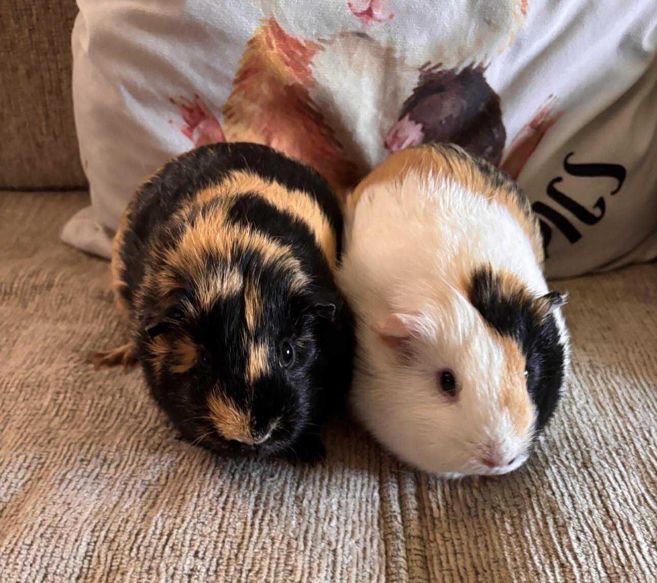 Enlarge Maise and Lily, a Adopted Guinea Pig in Melbourne, FL image 3/4