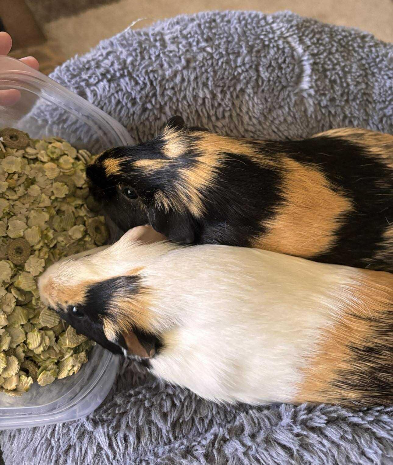 Enlarge Maise and Lily, a Adopted Guinea Pig in Melbourne, FL image 4/4
