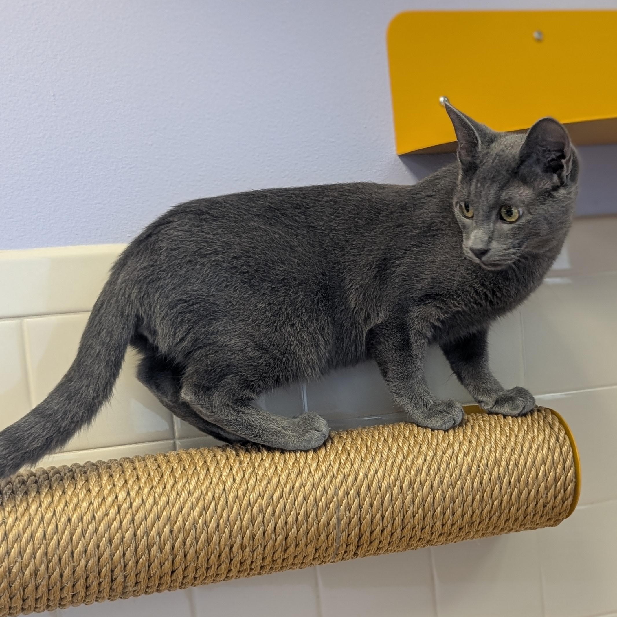 Enlarge Foo Fighter - Name Your Own Adoption Fee, a Adoptable Domestic Short Hair in Jefferson, WI image 3/6