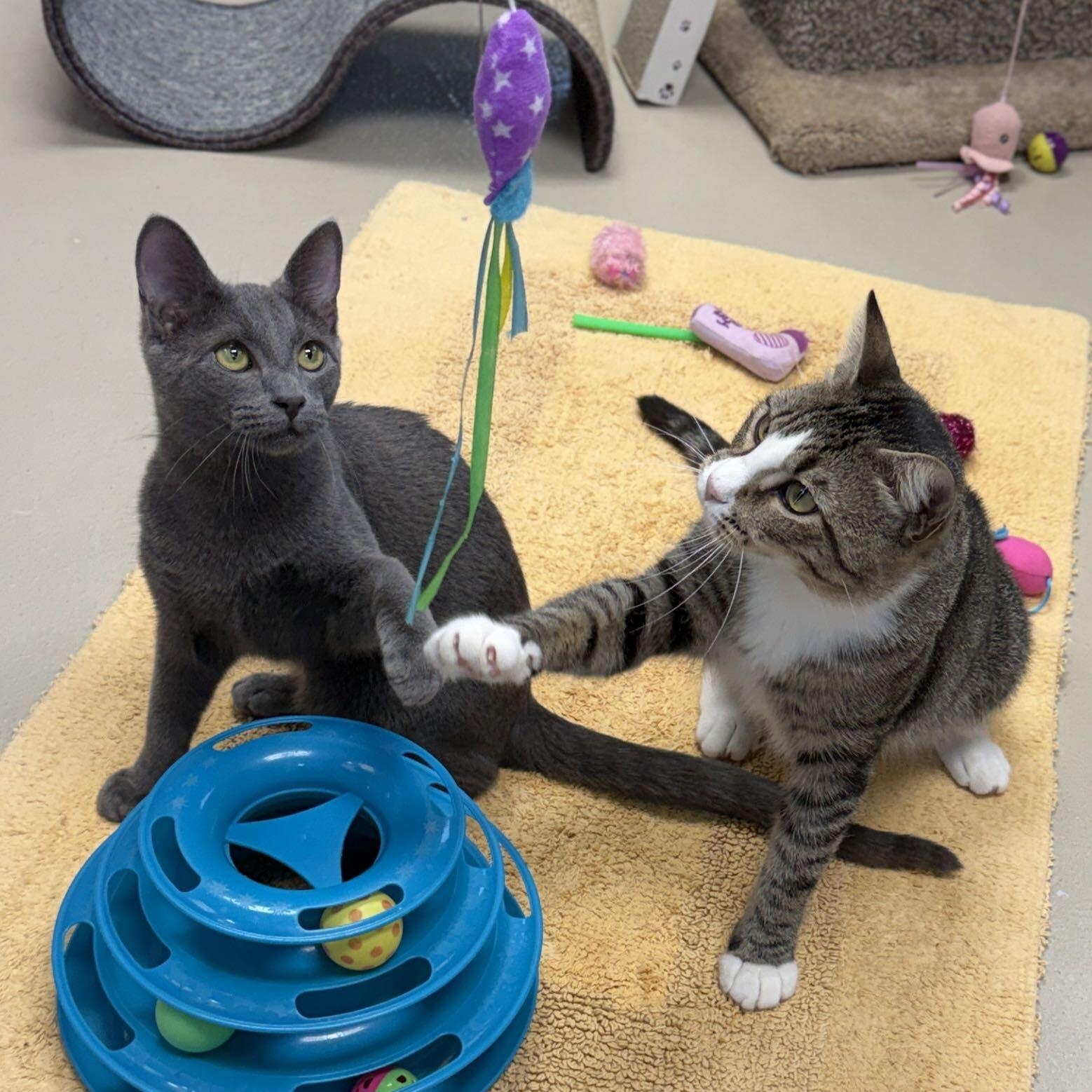Enlarge Foo Fighter - Name Your Own Adoption Fee, a Adoptable Domestic Short Hair in Jefferson, WI image 4/6