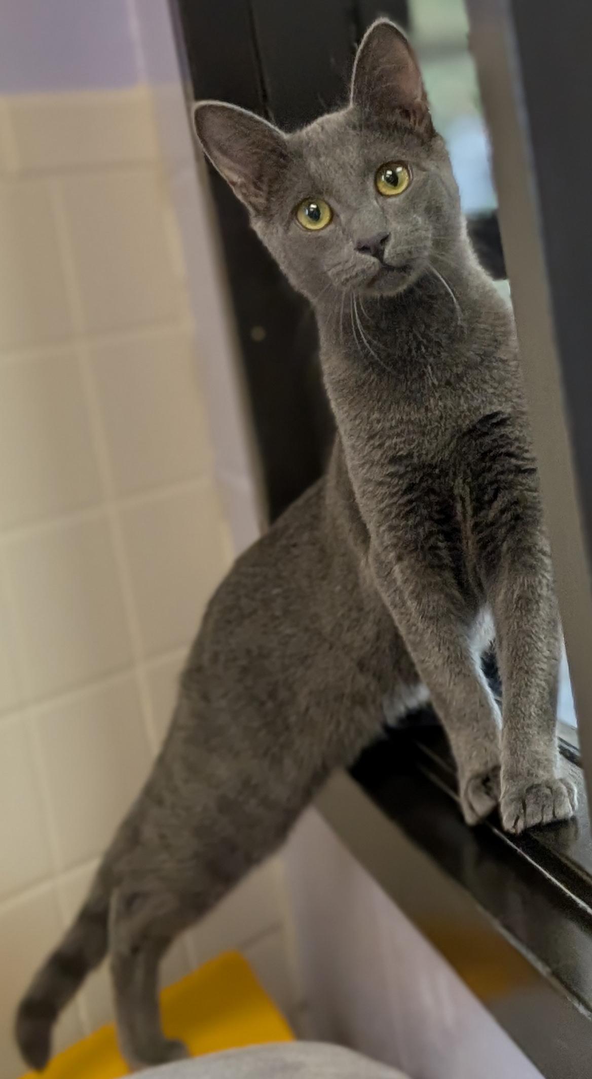 Enlarge Foo Fighter - Name Your Own Adoption Fee, a Adoptable Domestic Short Hair in Jefferson, WI image 2/6