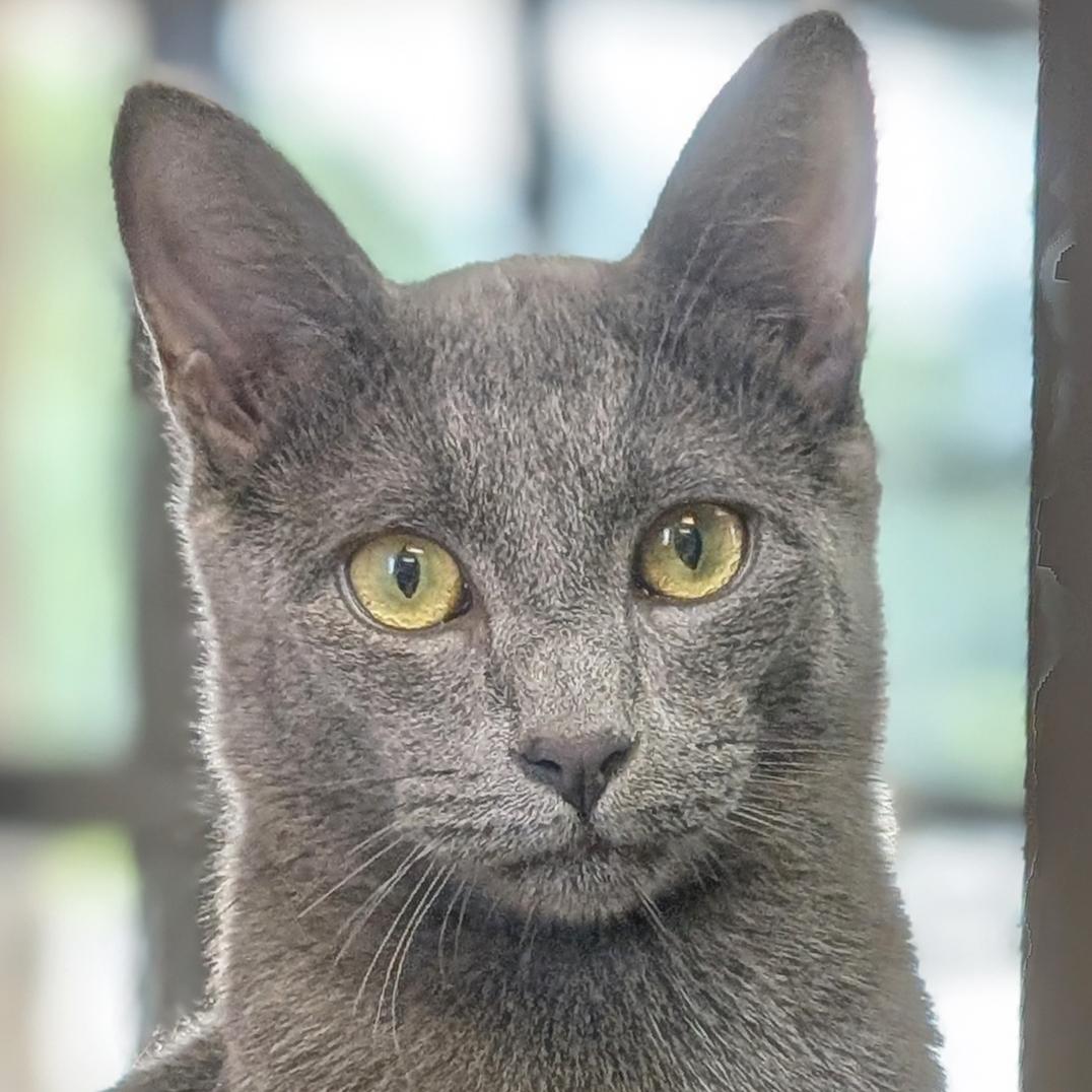 Enlarge Foo Fighter - Name Your Own Adoption Fee, a Adoptable Domestic Short Hair in Jefferson, WI image 1/6