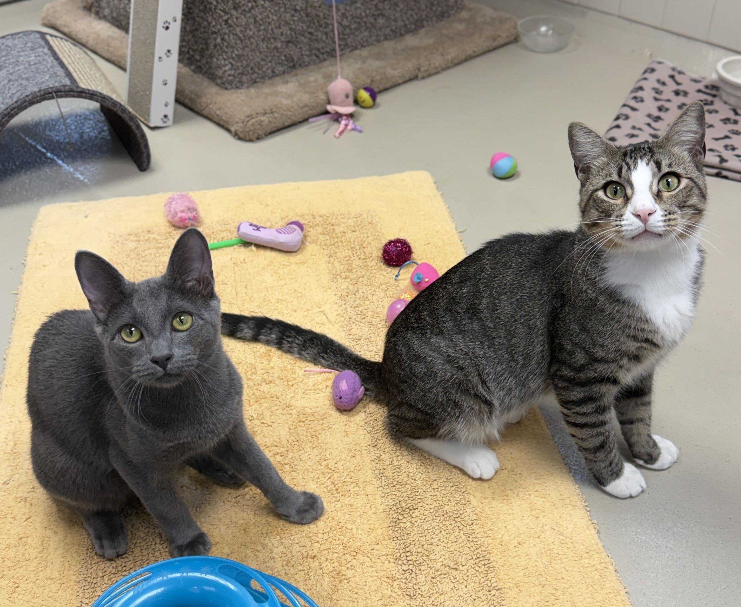 Enlarge Foo Fighter - Name Your Own Adoption Fee, a Adoptable Domestic Short Hair in Jefferson, WI image 5/6
