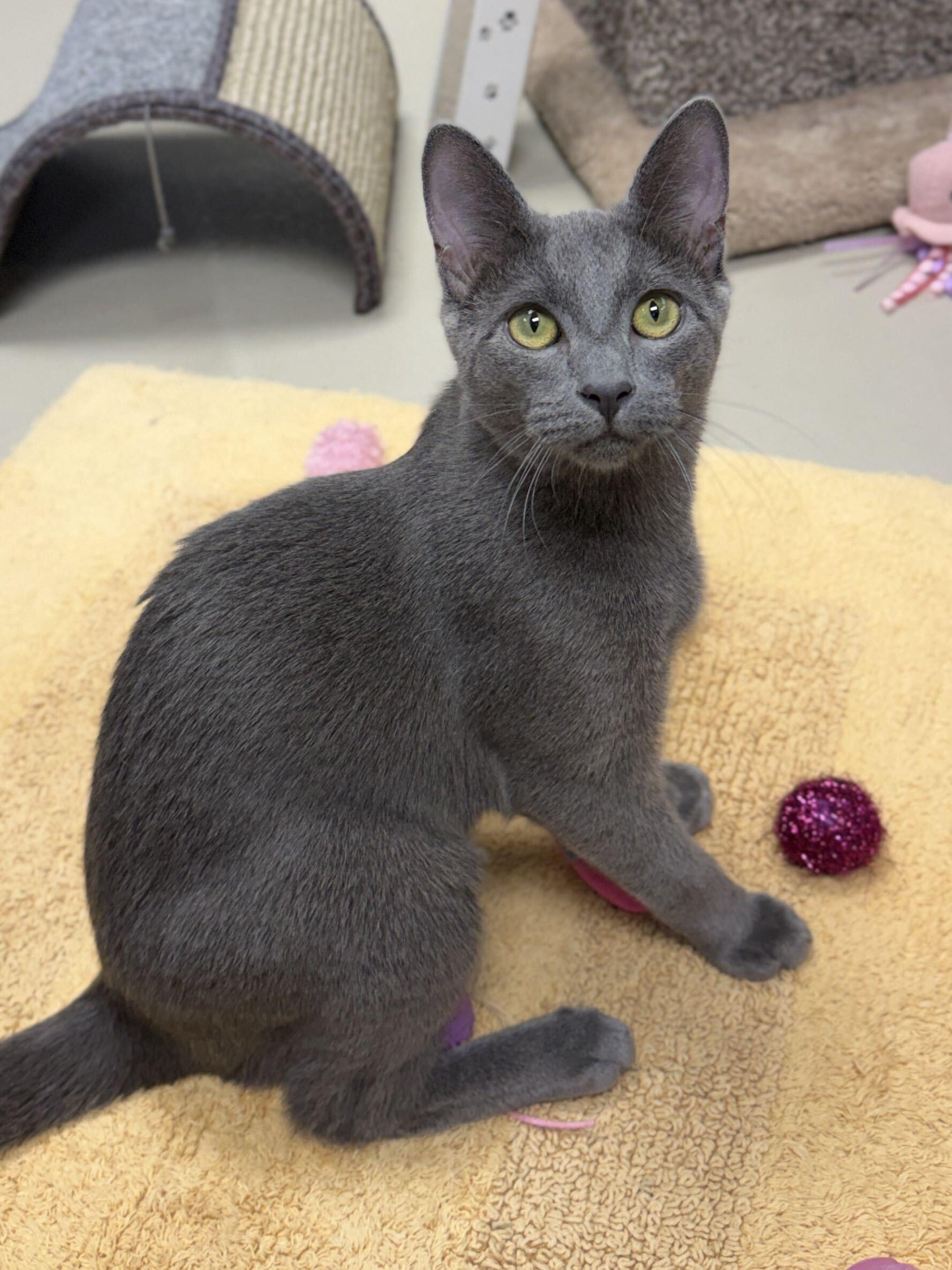 Enlarge Foo Fighter - Name Your Own Adoption Fee, a Adoptable Domestic Short Hair in Jefferson, WI image 6/6