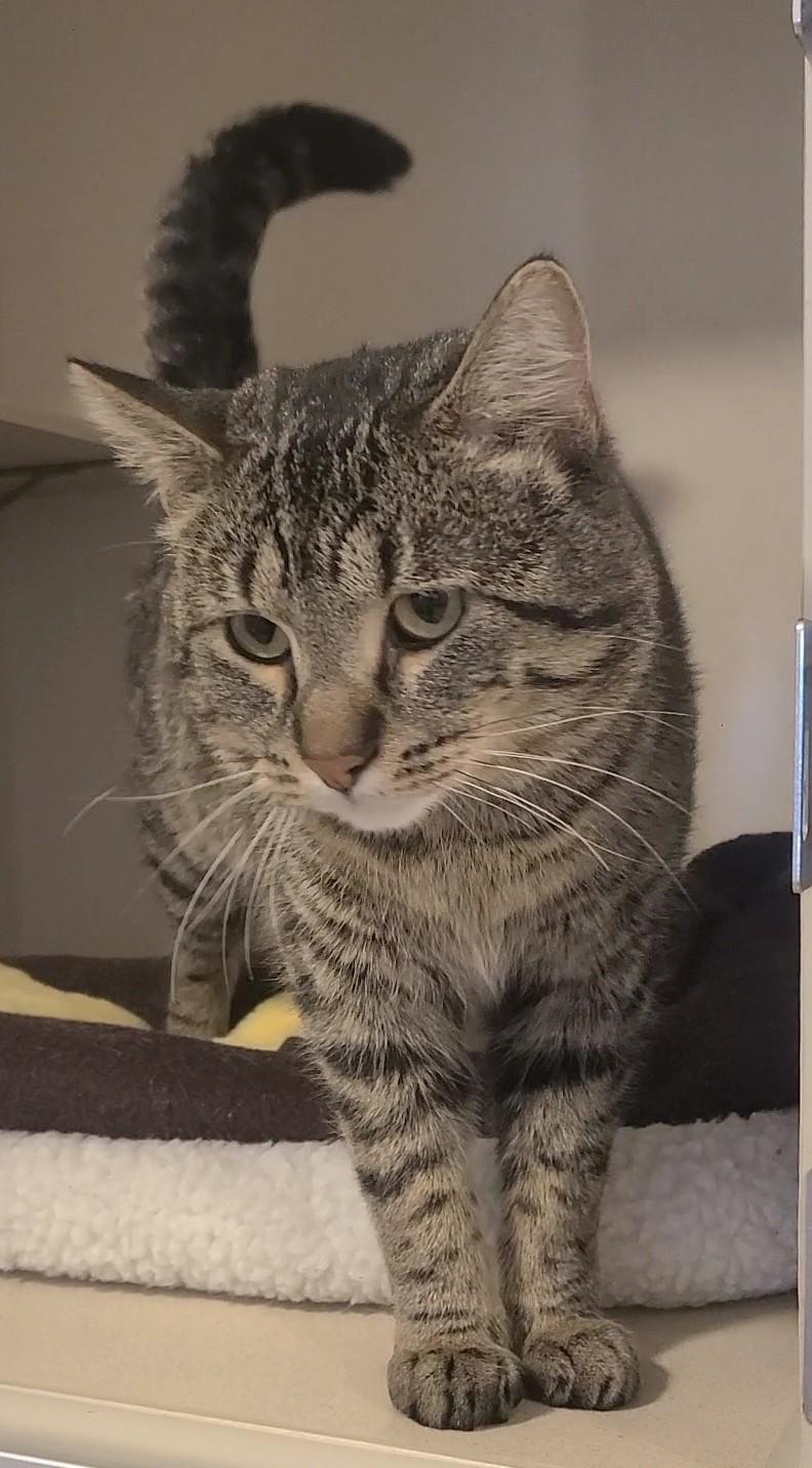 Enlarge Bert, a ADOPTABLE Domestic Short Hair in Elizabeth, IL image 1/2